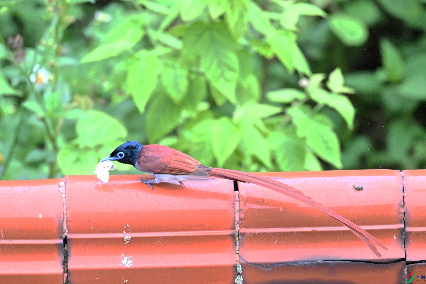 DSC_6696.JPG