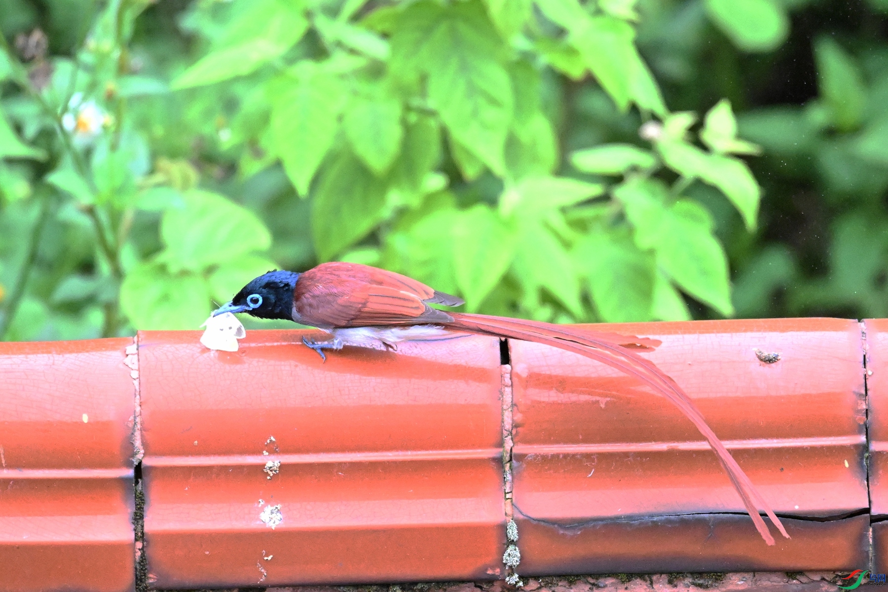 DSC_6695.JPG
