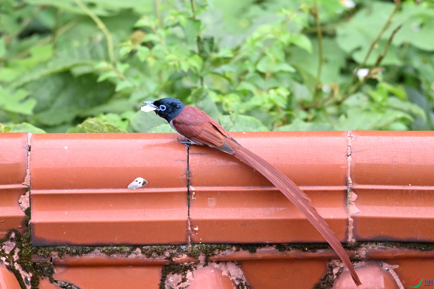 DSC_6700.JPG