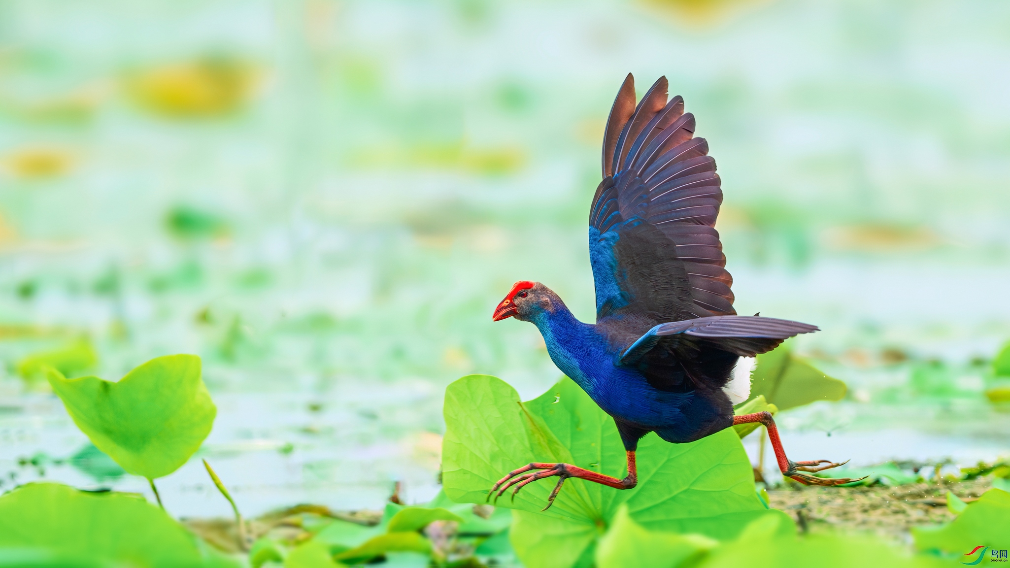 DSC_9672-����ǿ-NR ���� 201.jpg