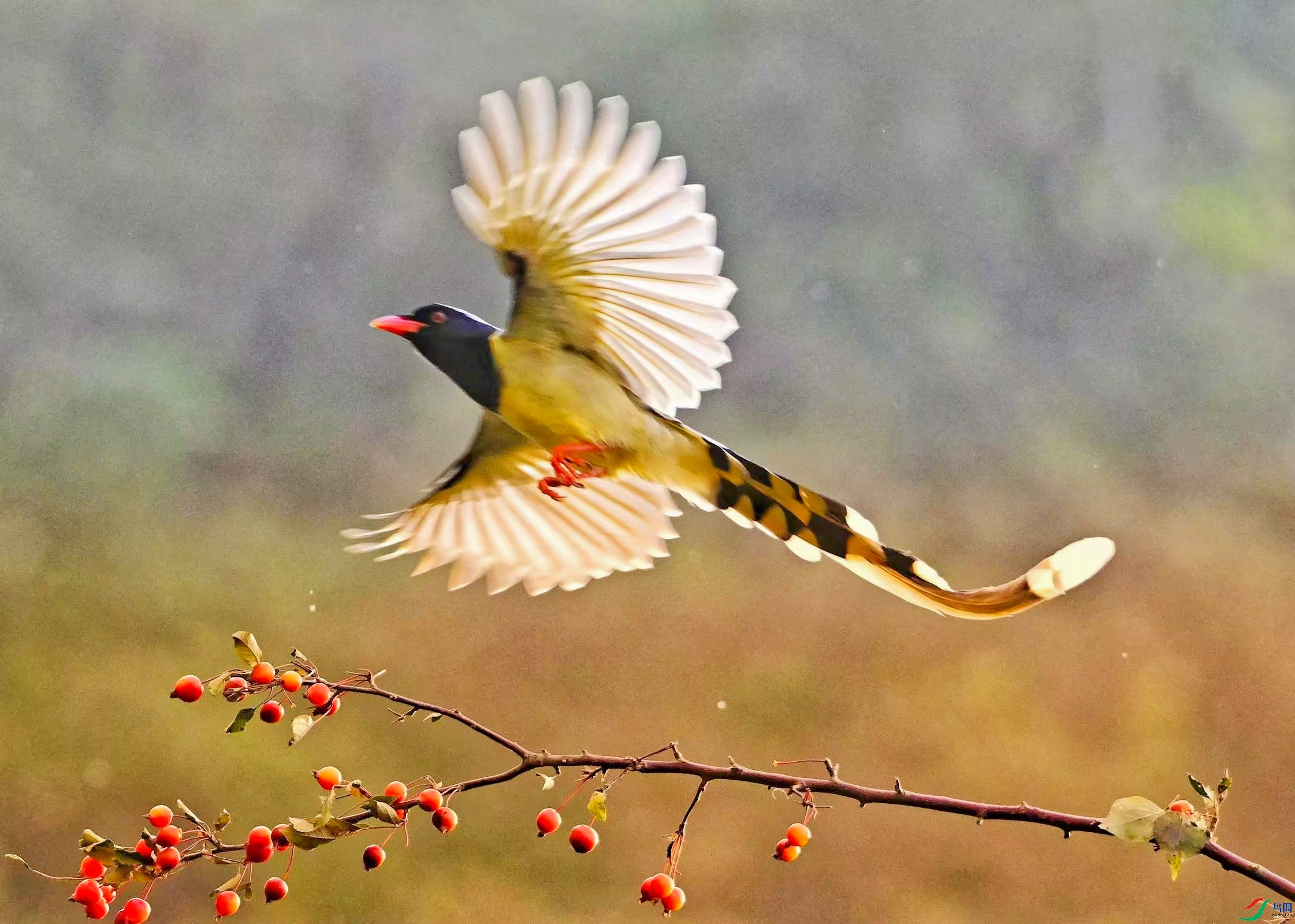 ������ȸ