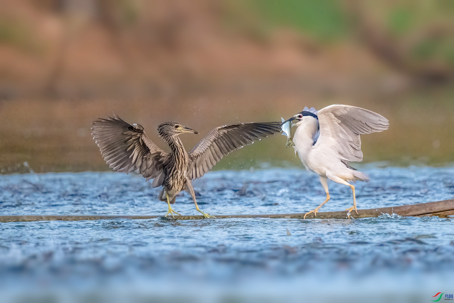 DSC_1056v.jpg
