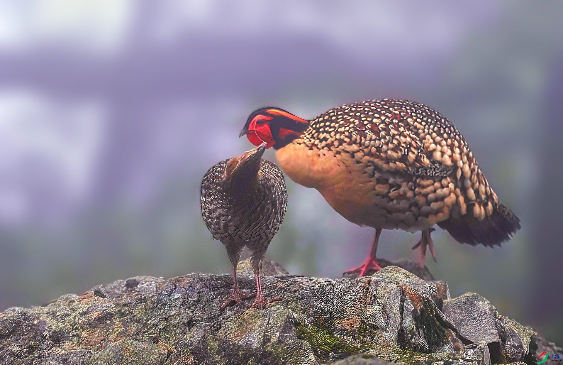 060A2922 ����-Sh---1 .jpg