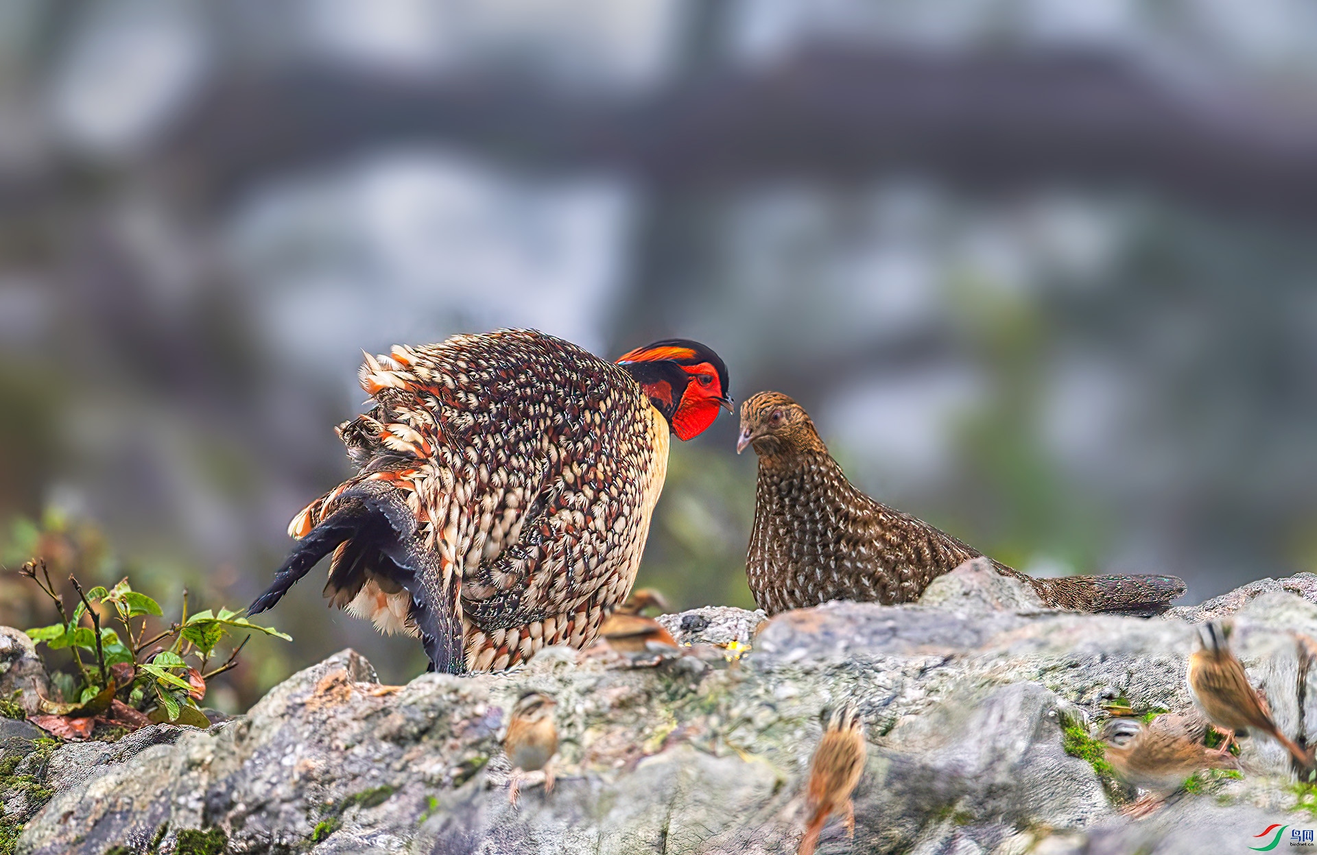 060A0494 ����-Sh-----1 .jpg