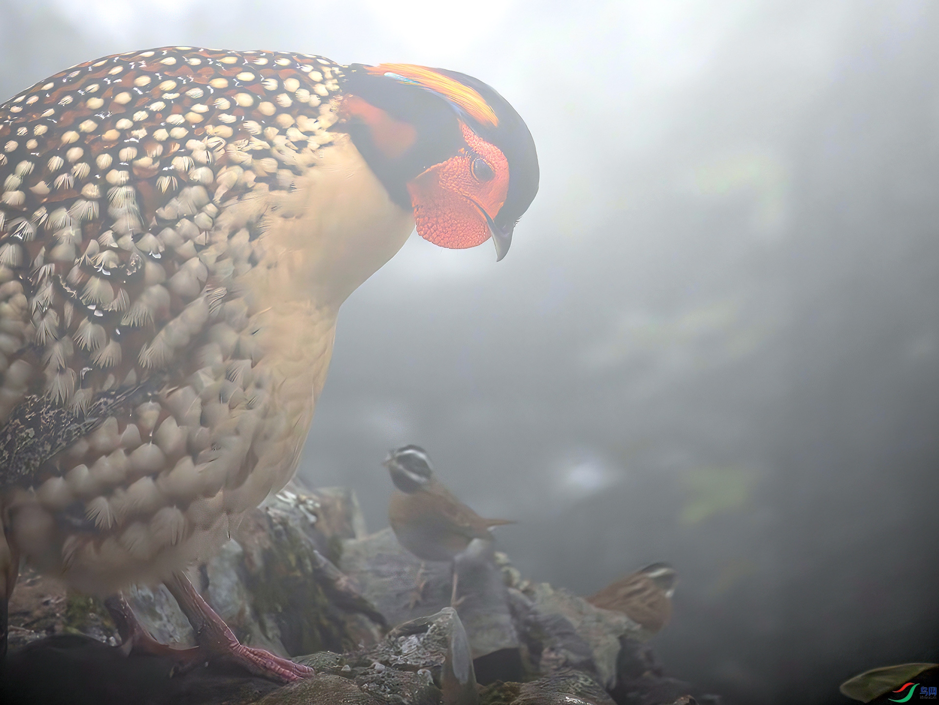 _07A4161-����ǿ-NR ����-Sh----1 .jpg