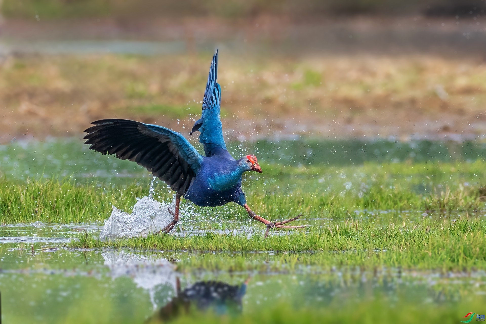 10.7��ϵ5D3��ʦ��Ʒ   ���� ��ף���ٻ���Ӱʦ������.jpg