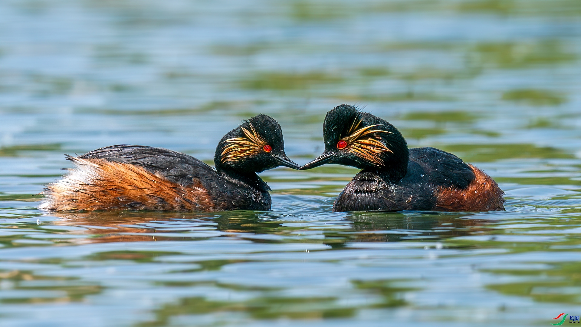 10.7����������ʦ��Ʒ   �� ��ף���ٻ����������.jpg