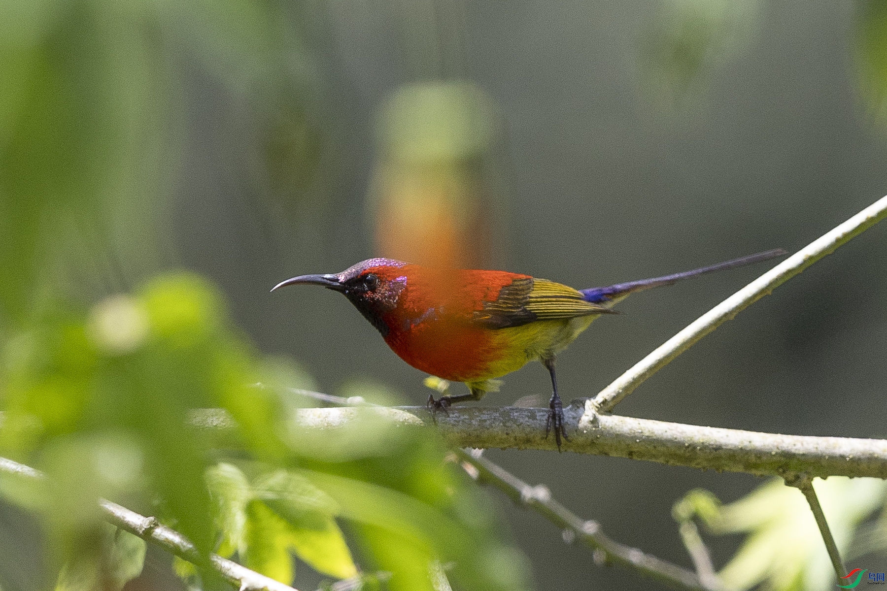 ����̫����