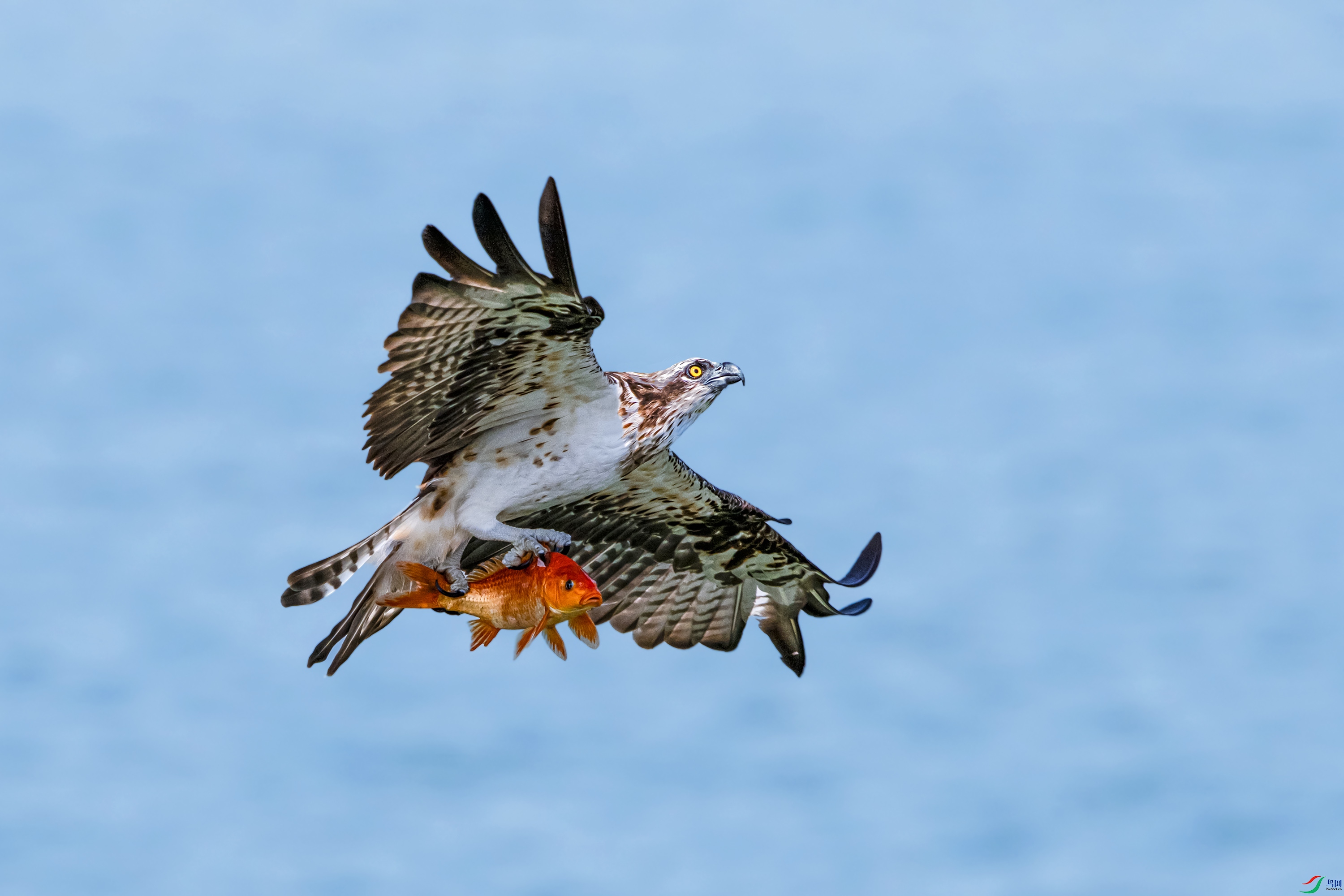 DSC_7176.jpg