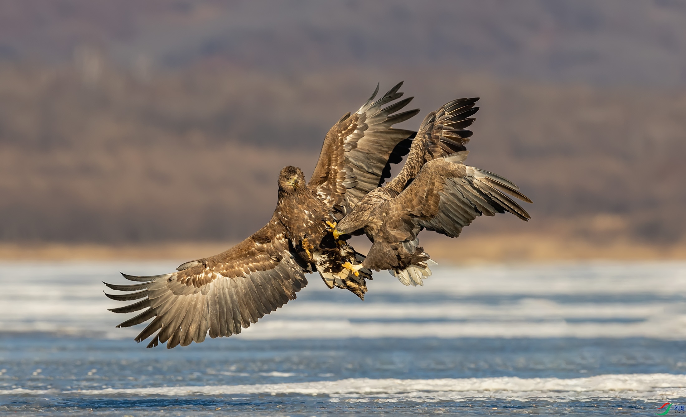 ��β����