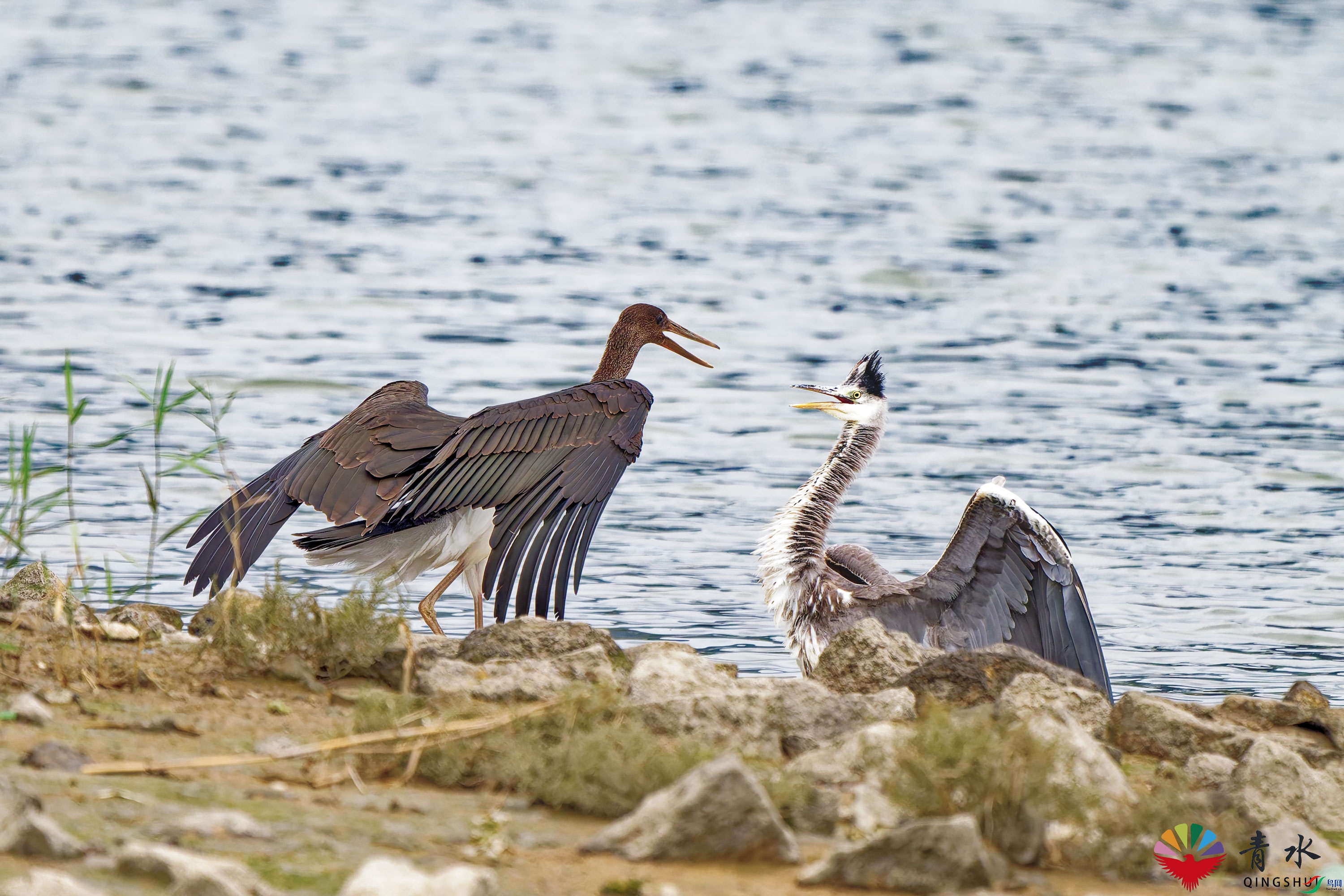 DSC_5507-1.jpg