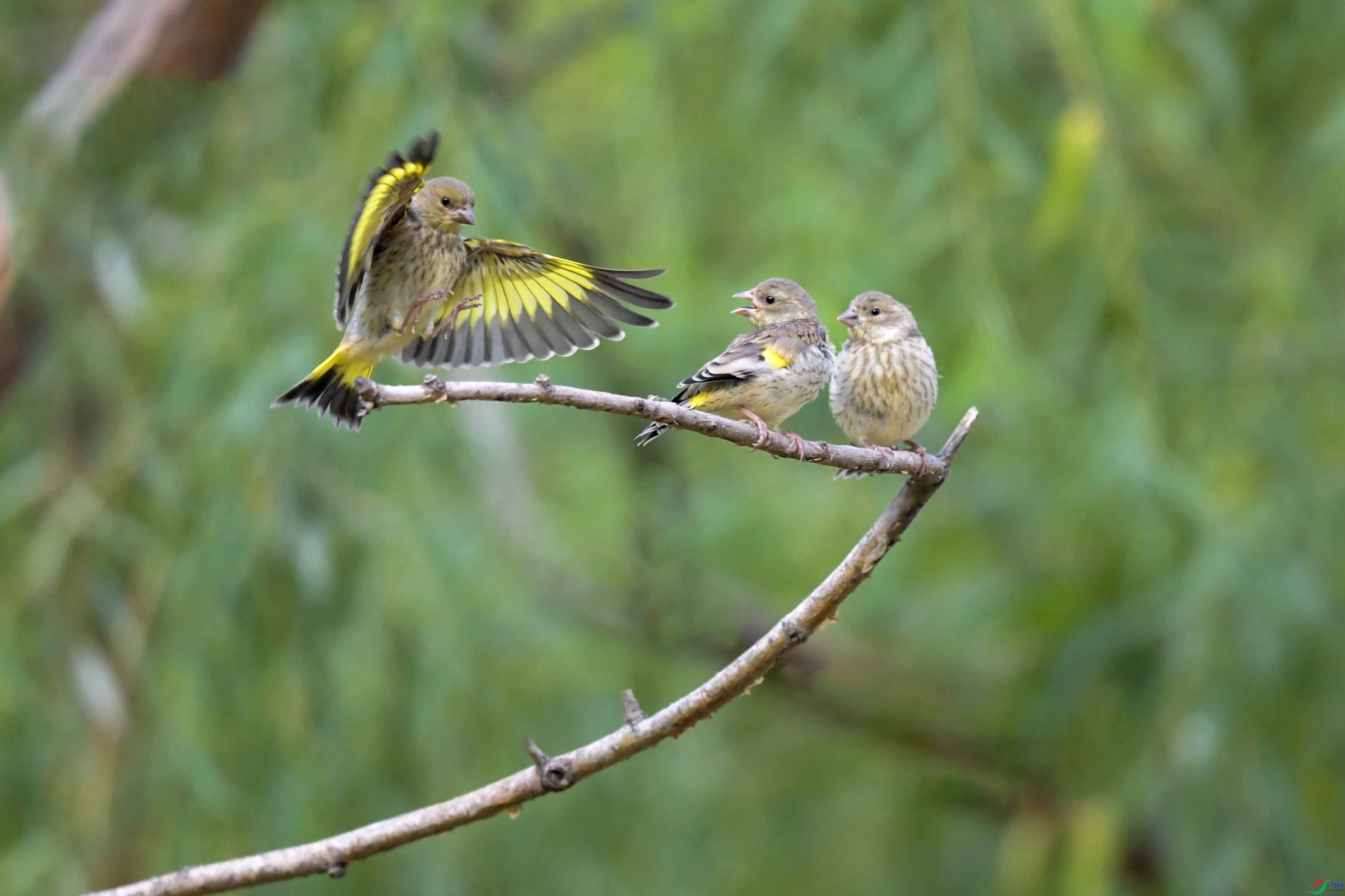 DSC_2438 ����.jpg