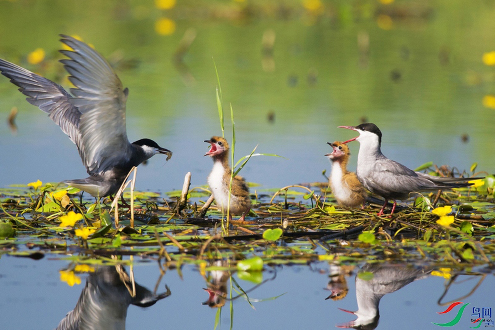 10.11̩ɽ������ʦ��Ʒ   һ�Է������� ��ף���ٻ��Ա������1.jpg