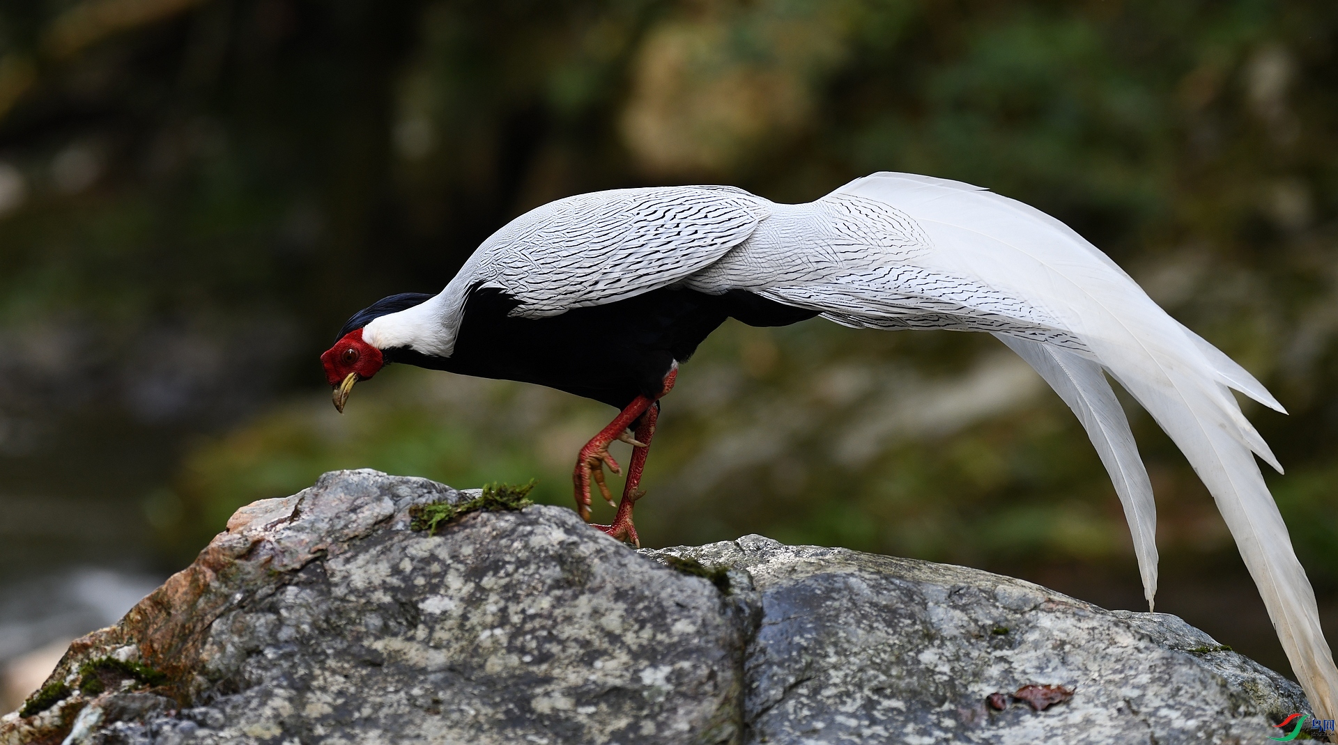 DSC_7093.jpg