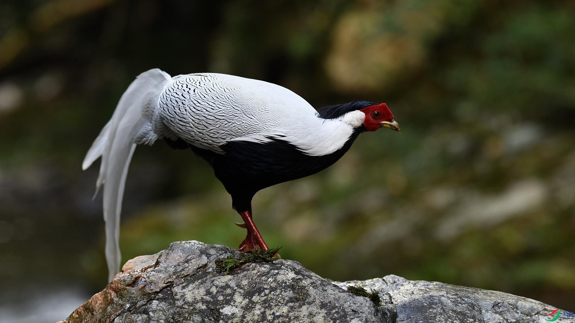 DSC_7103.jpg