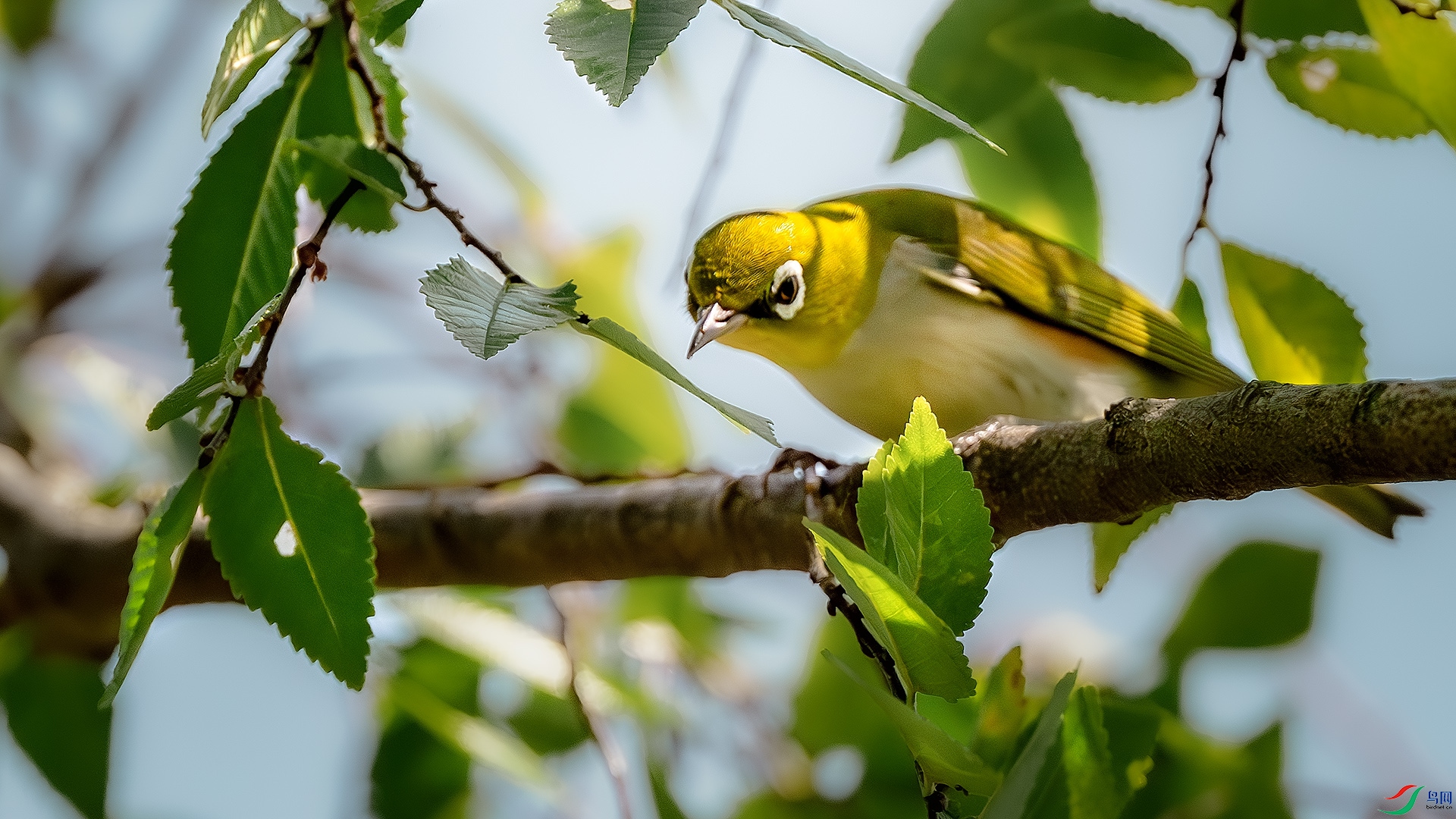 DSC_4215-����ǿ-NR ����.jpg