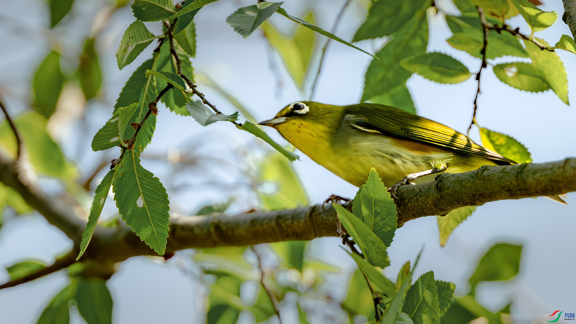 DSC_4226-����ǿ-NR ����.jpg