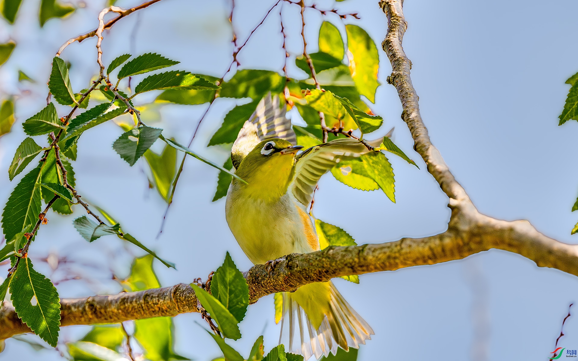 DSC_4234-����ǿ-NR ����.jpg