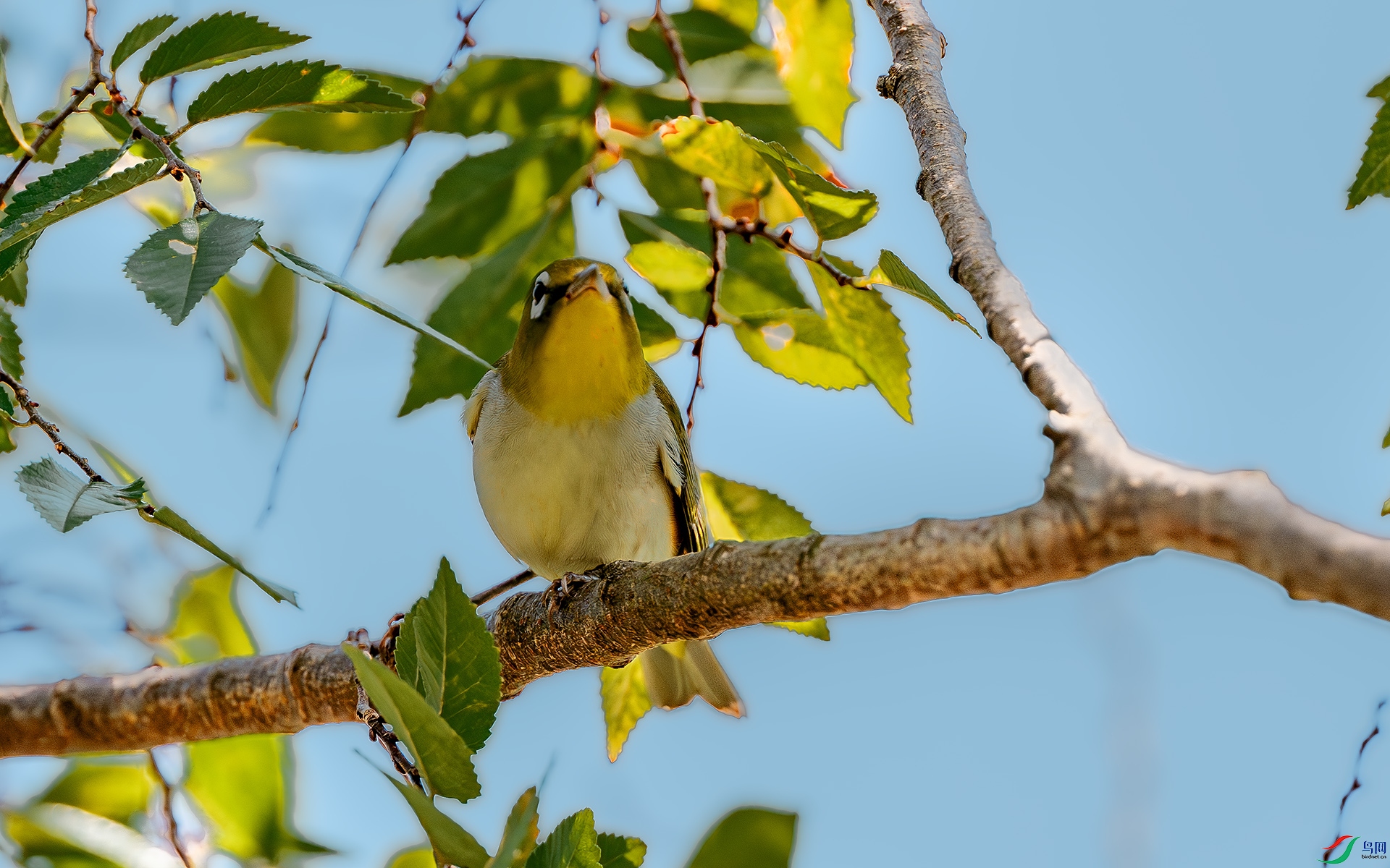 DSC_4236-����ǿ-NR ����.jpg