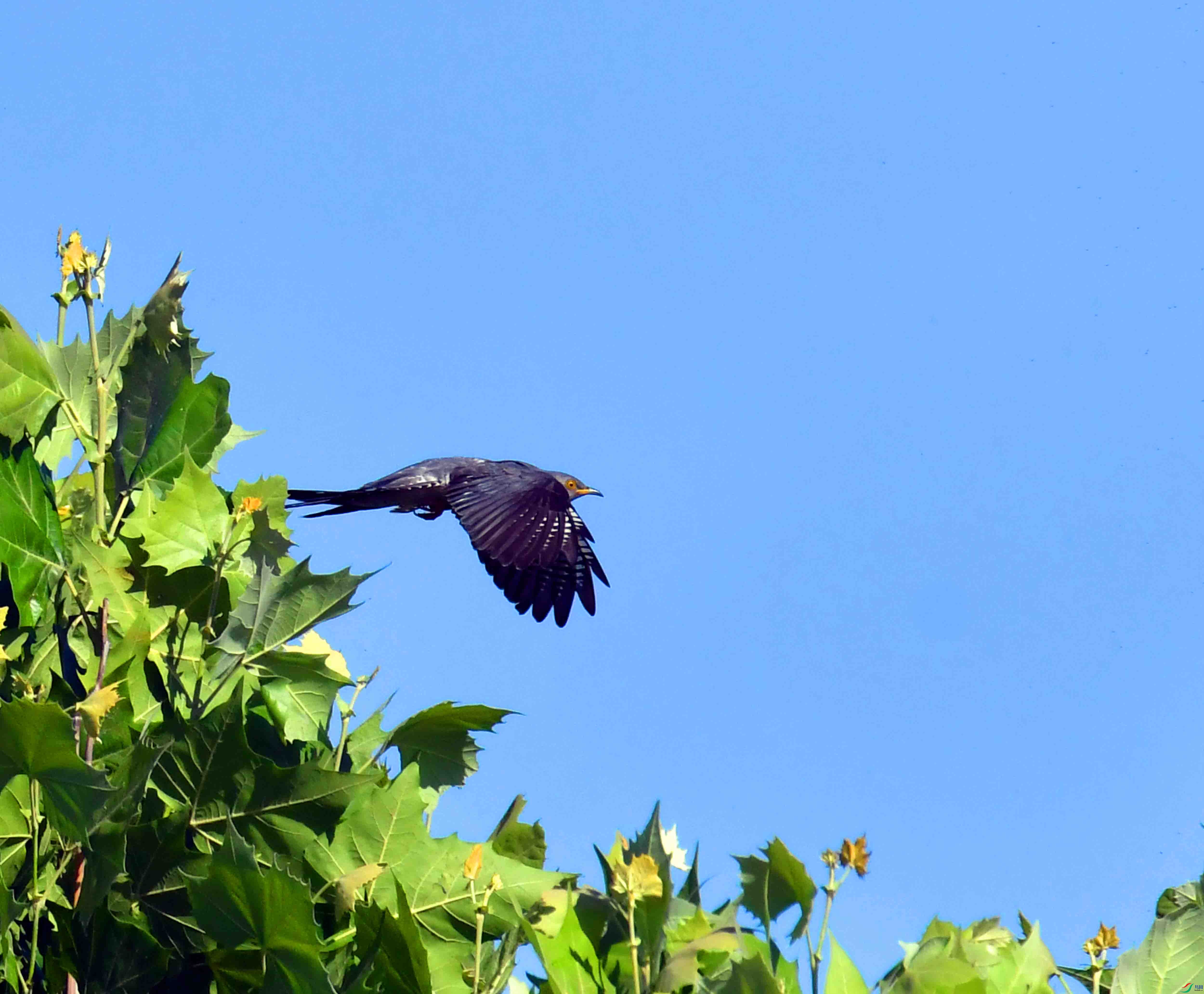 DSC_6338.JPG