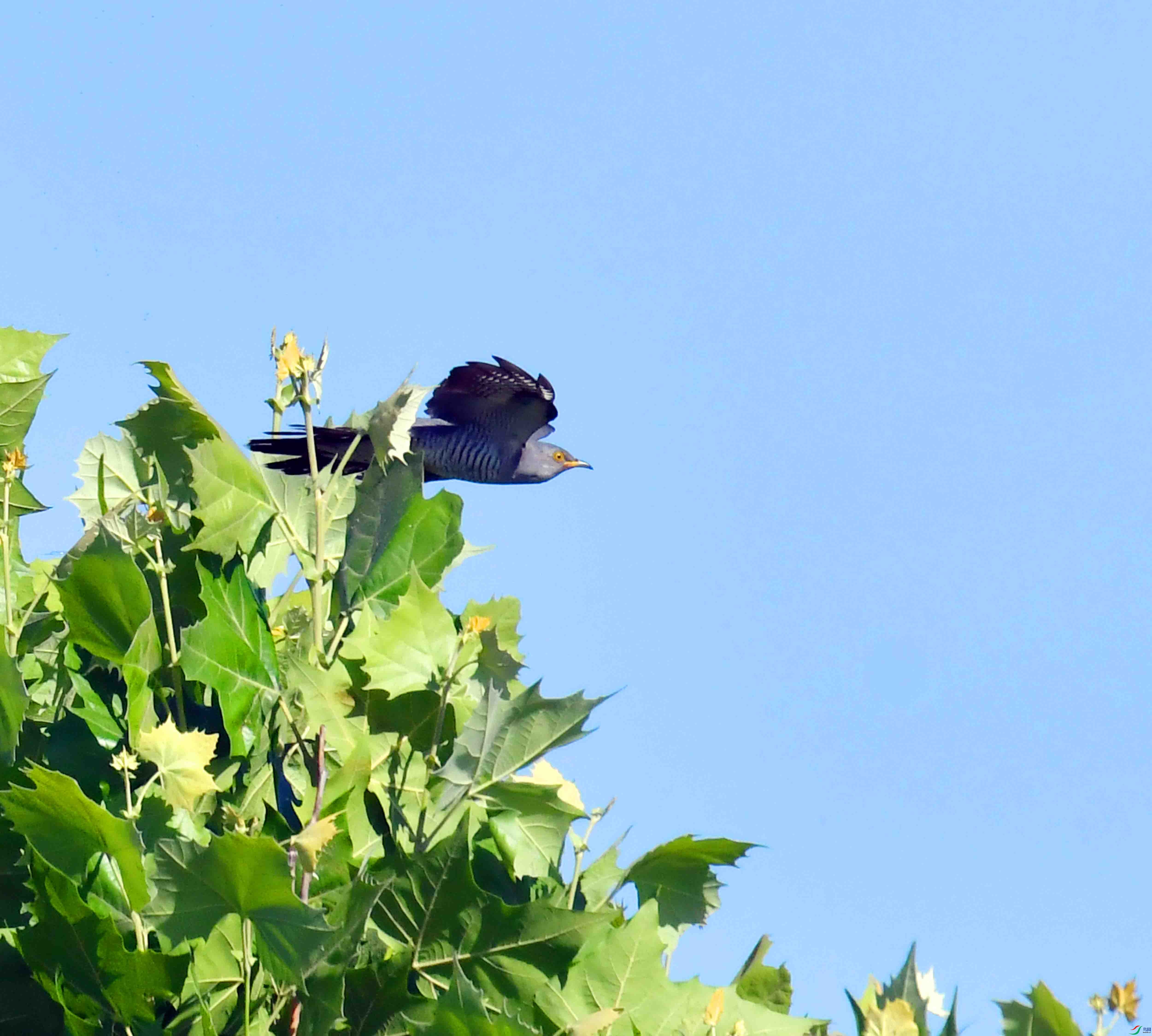 DSC_6337.JPG