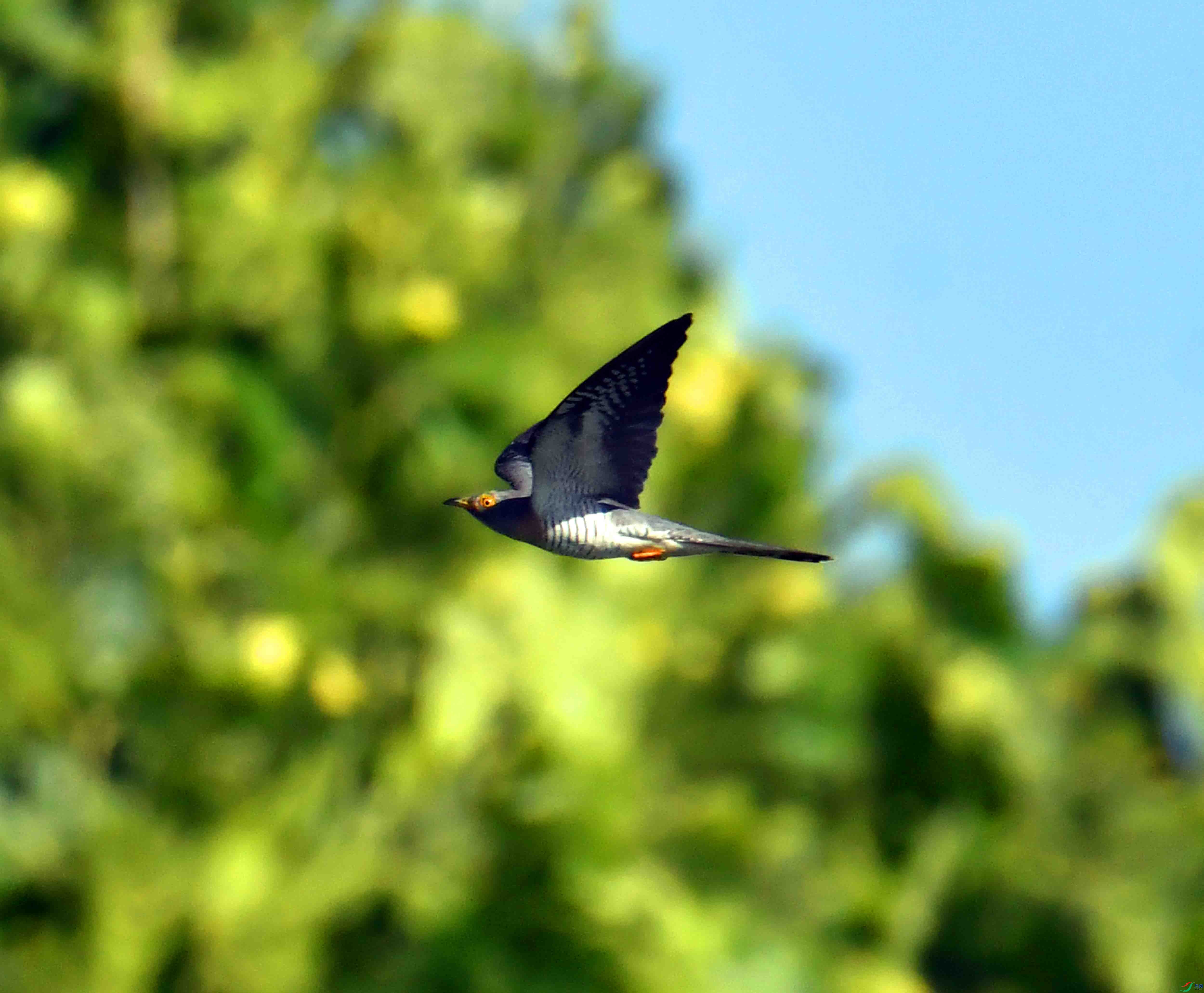 DSC_6370.JPG