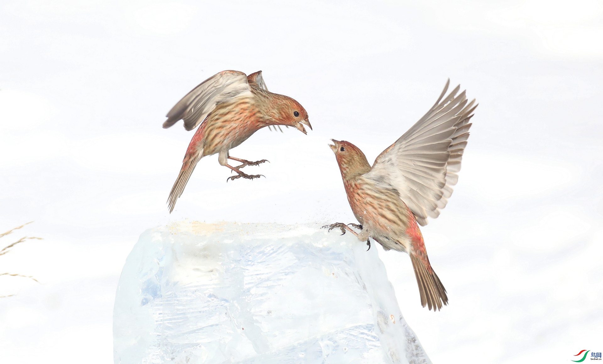 9G8A1546 ����.jpg