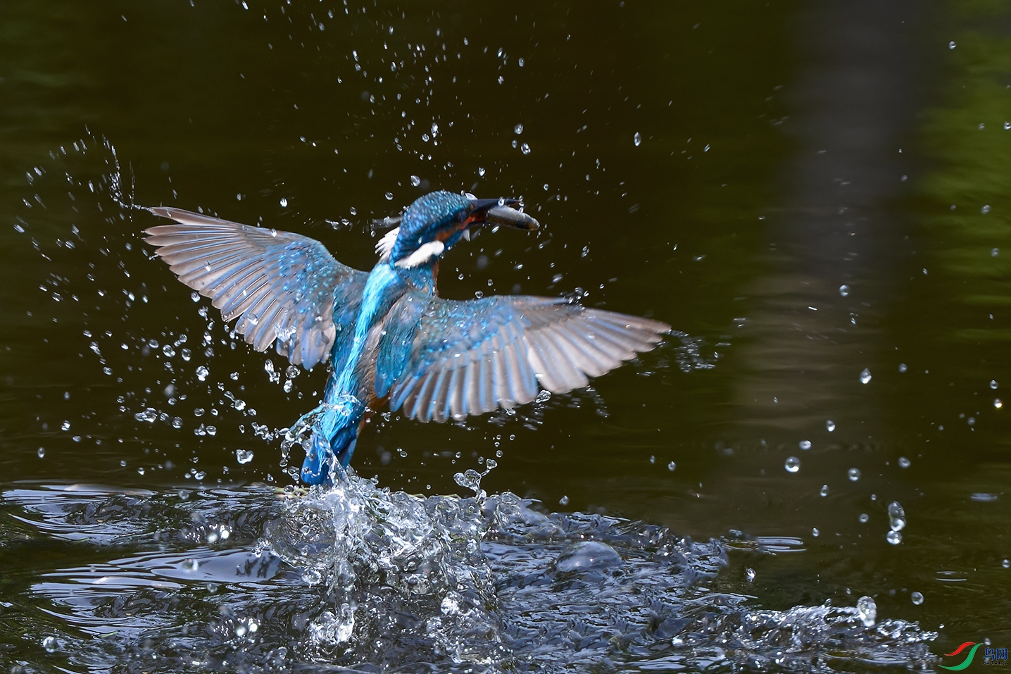 DSC_9824_DxOa.jpg