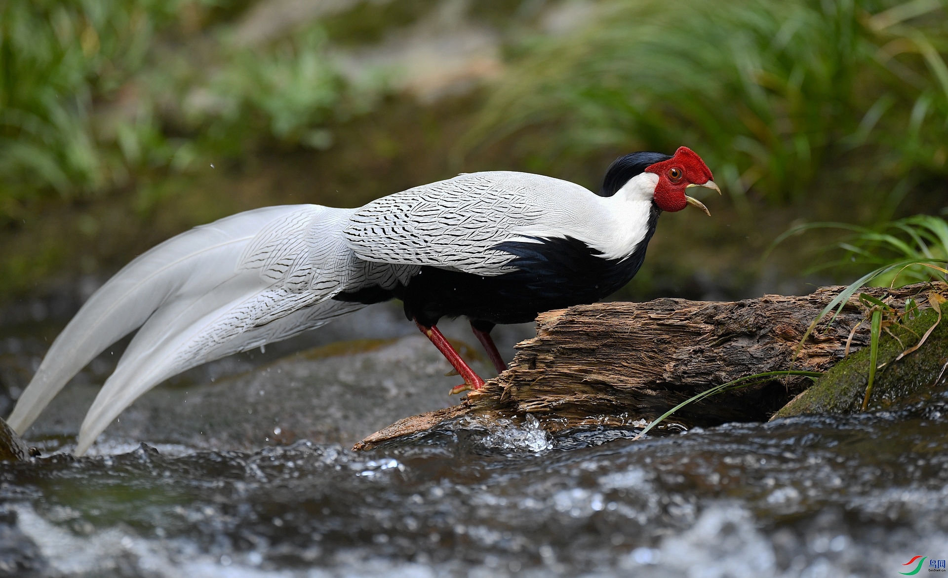DSC_8613.jpg