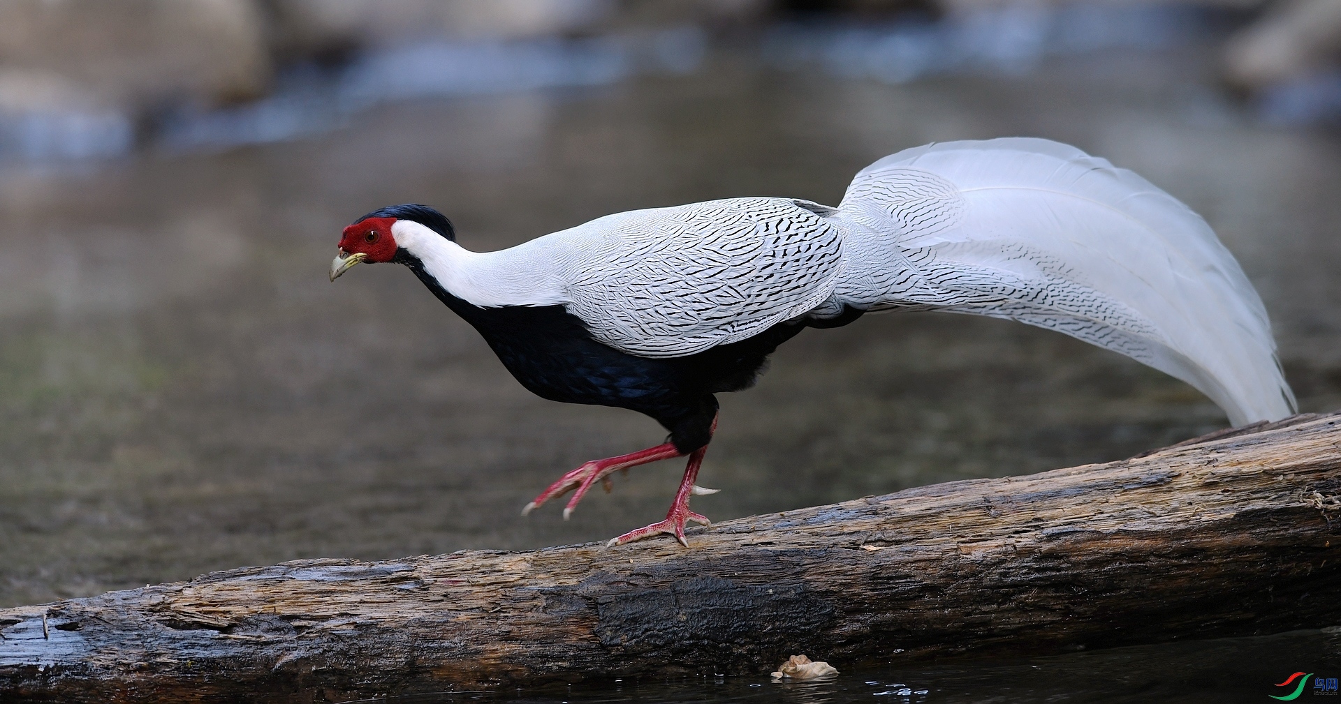 DSC_4811.jpg
