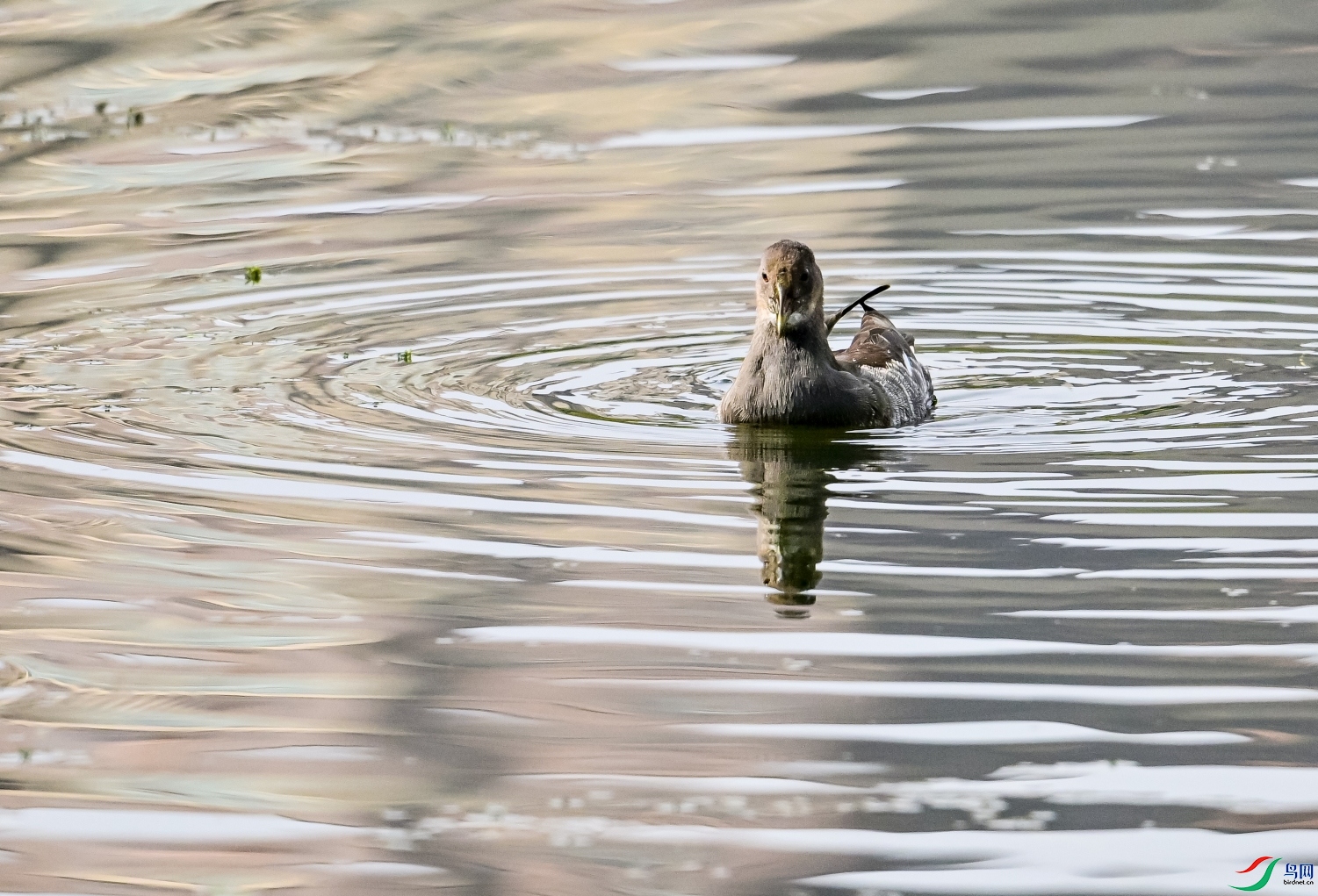 DSC_2221_conew1.jpg