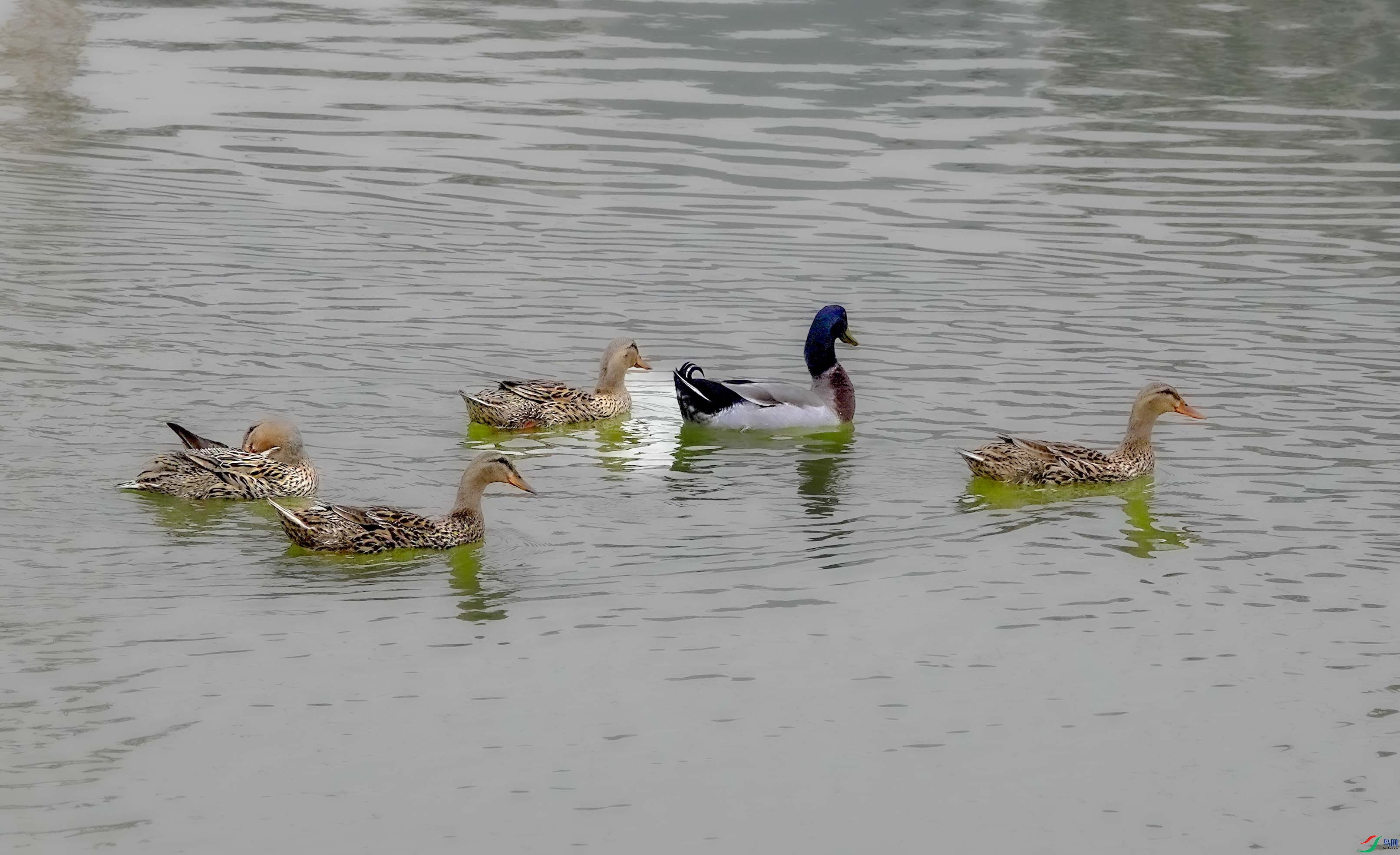 SONY DSC-RX10M4_20250311_151329.Id_8000000000007b1 ����.jpg