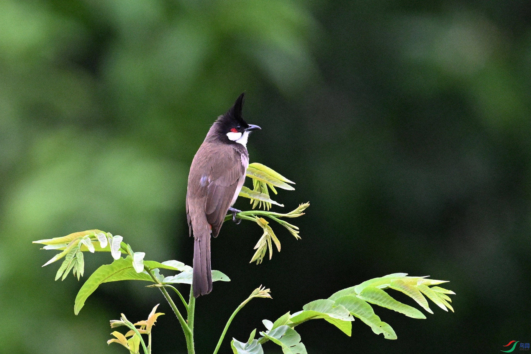 DSC_6371.JPG