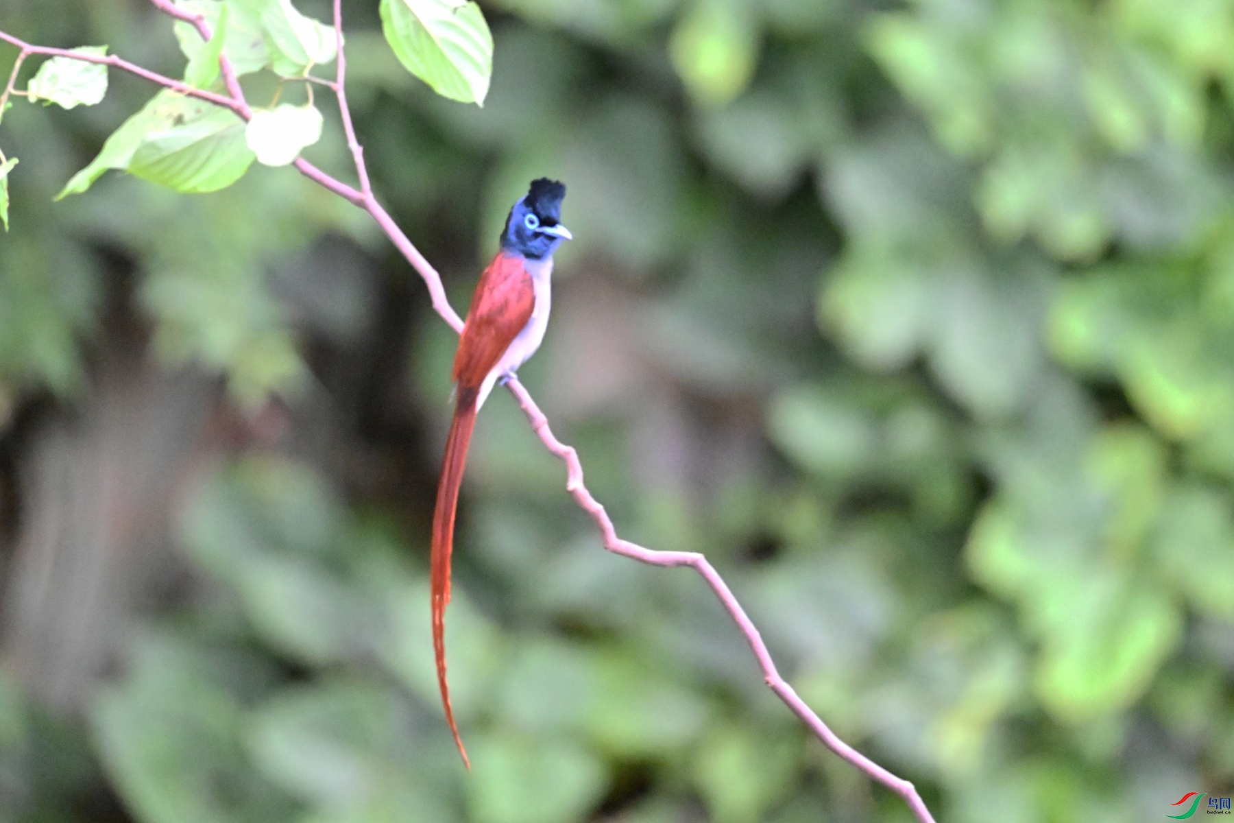 DSC_6667.JPG