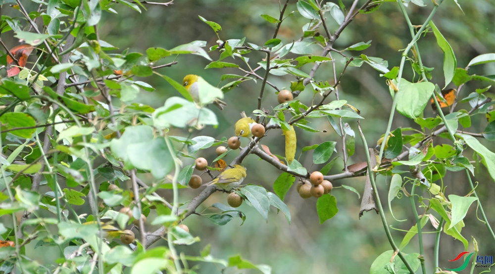 DSCF7753.1.jpg