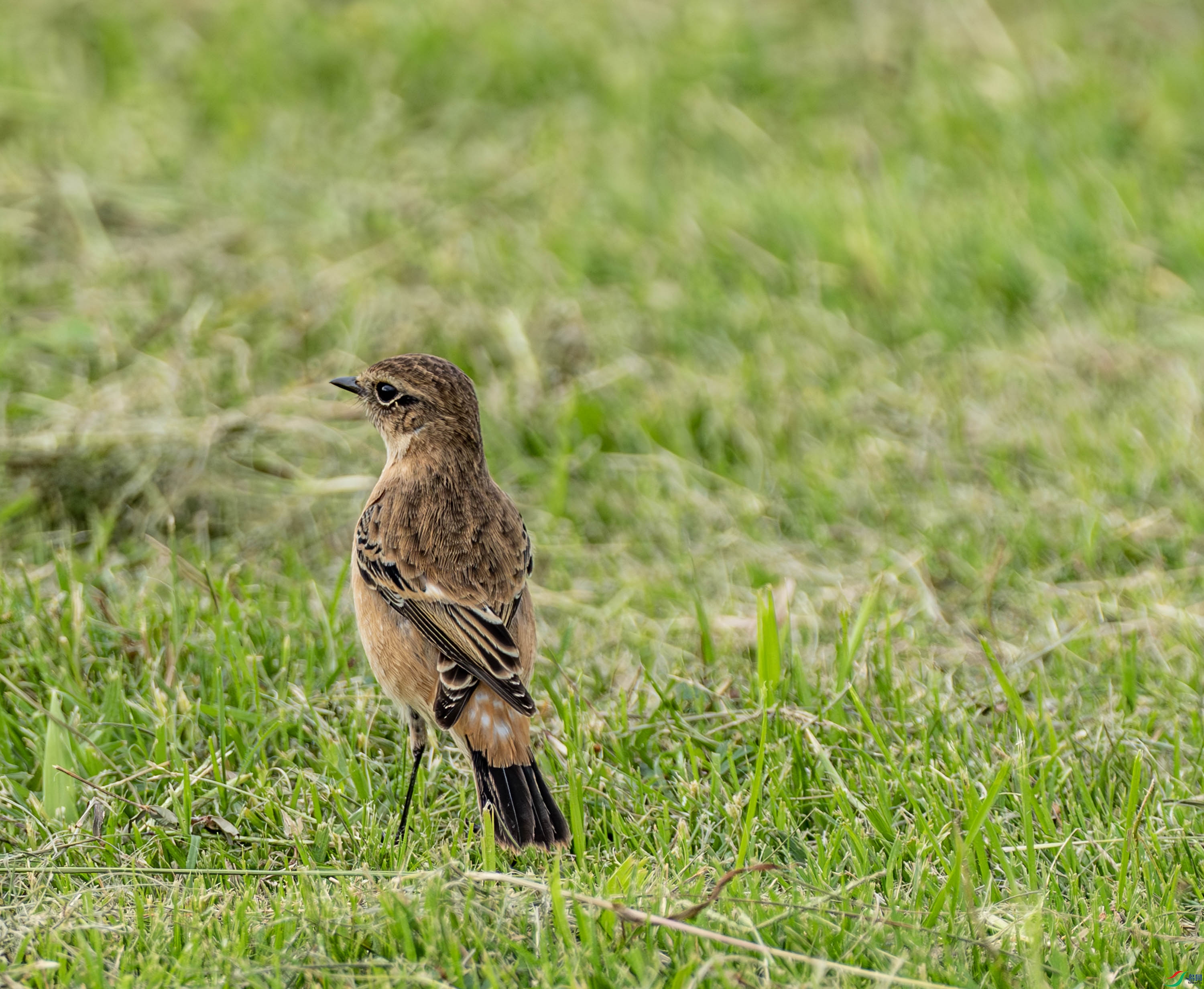 ����ʯ 01-15.jpg