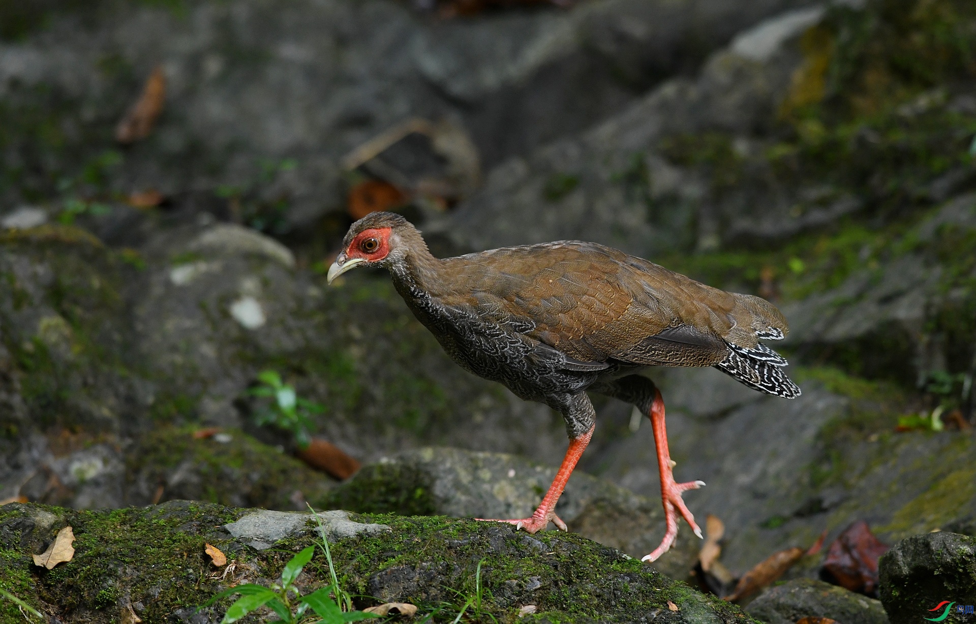 DSC_0727.jpg