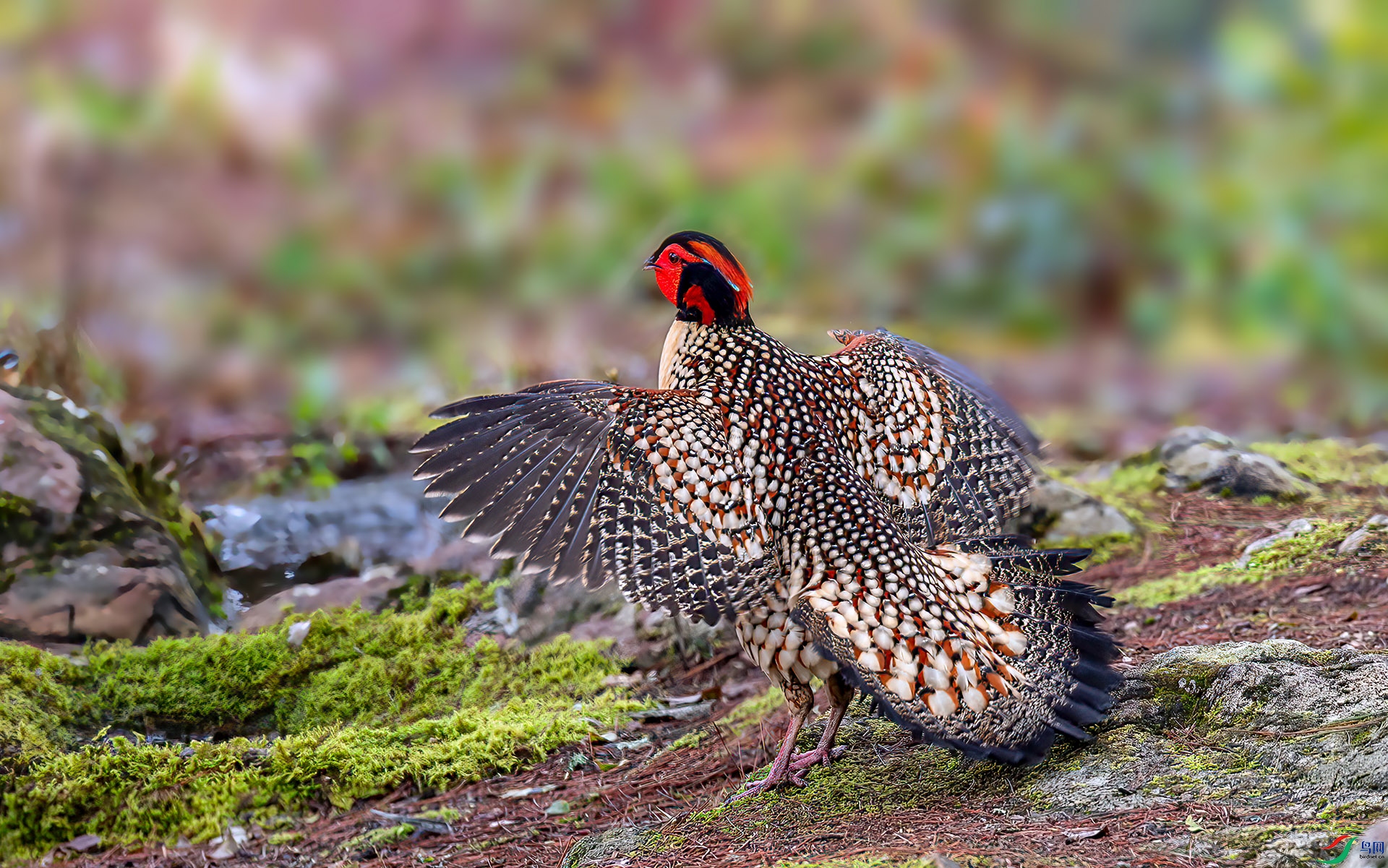 060A8144 ����-Sh-----1 .jpg