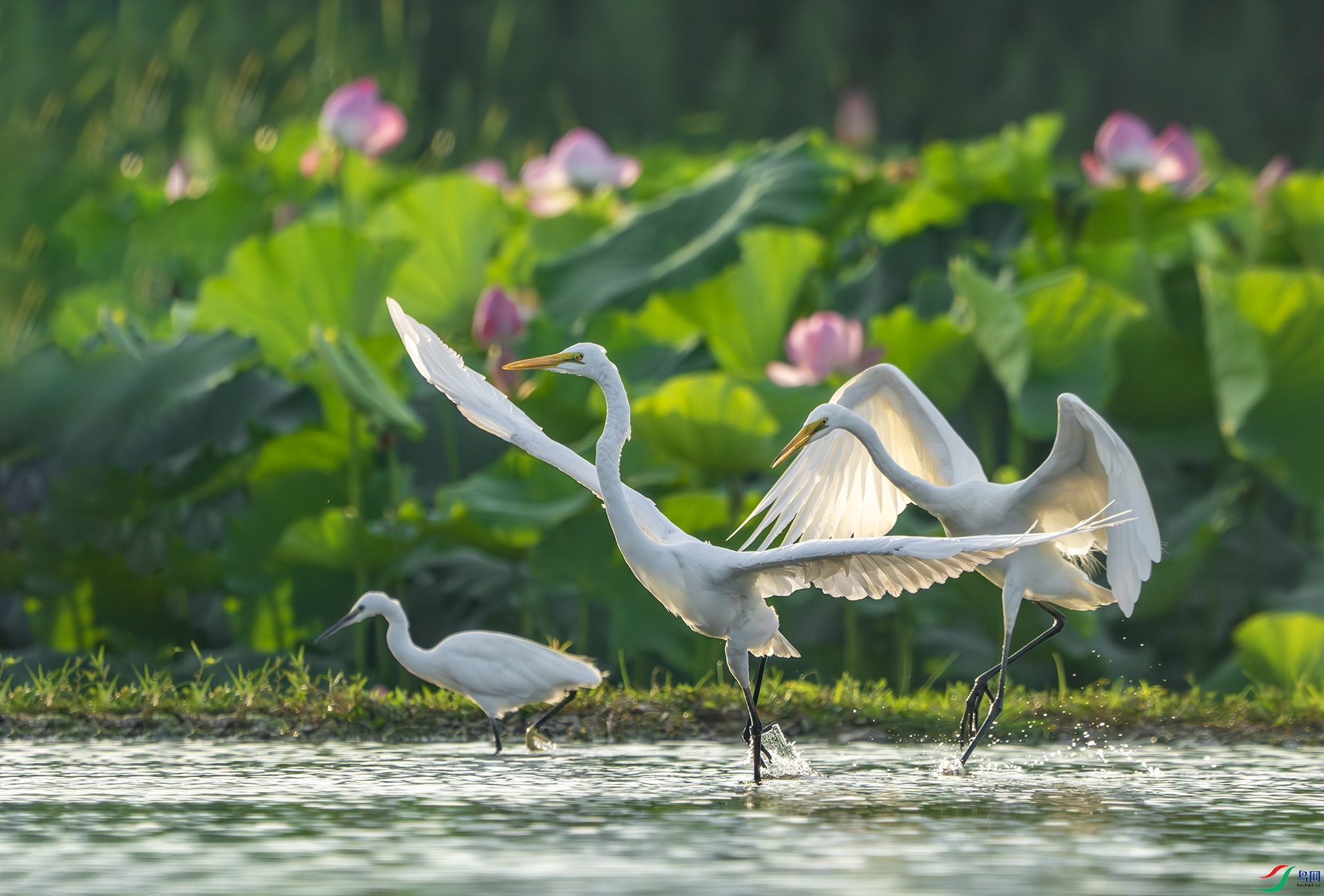 DSC06941-����ǿ-NR ����.jpg