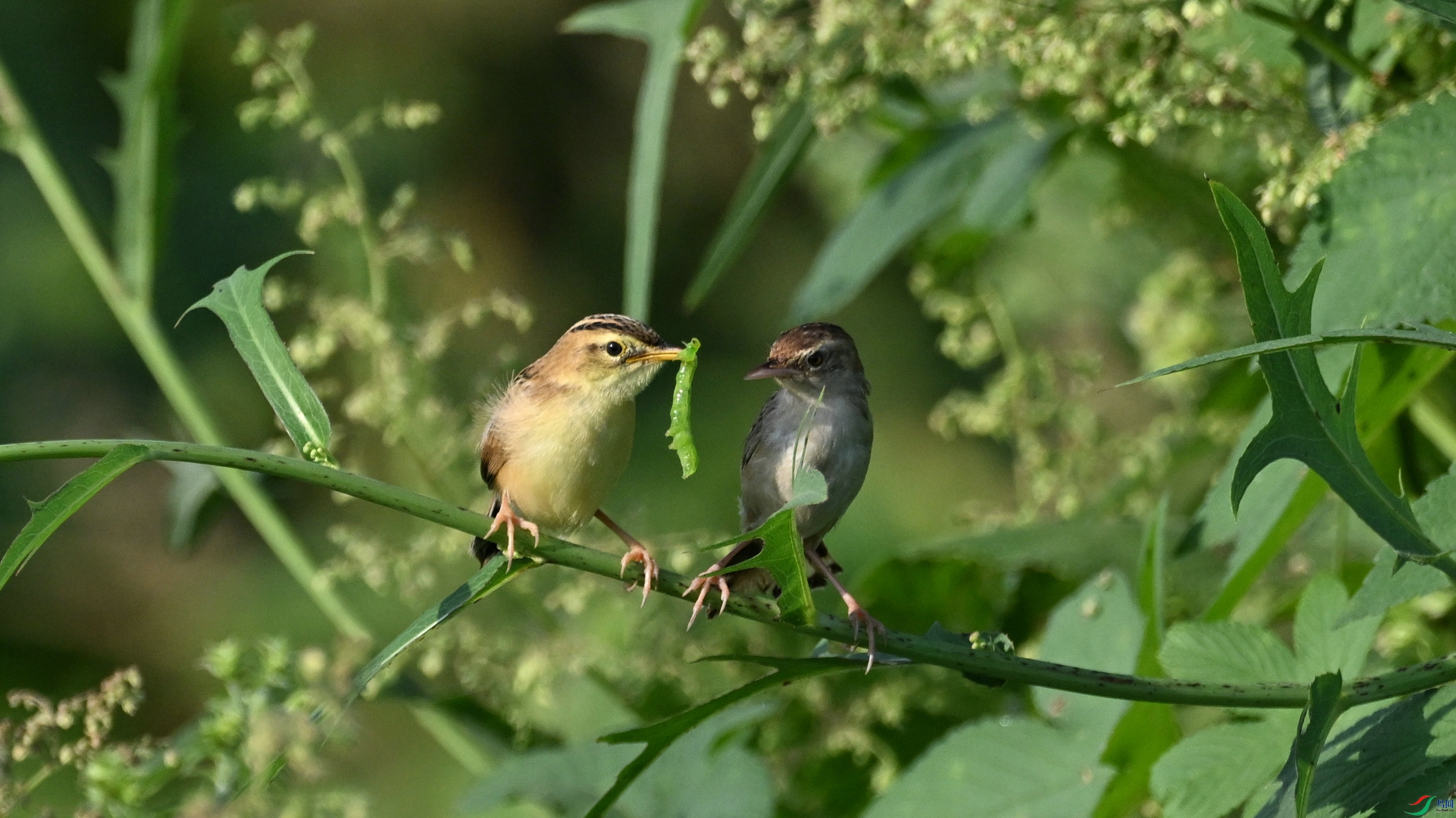 DSC_6589.JPG