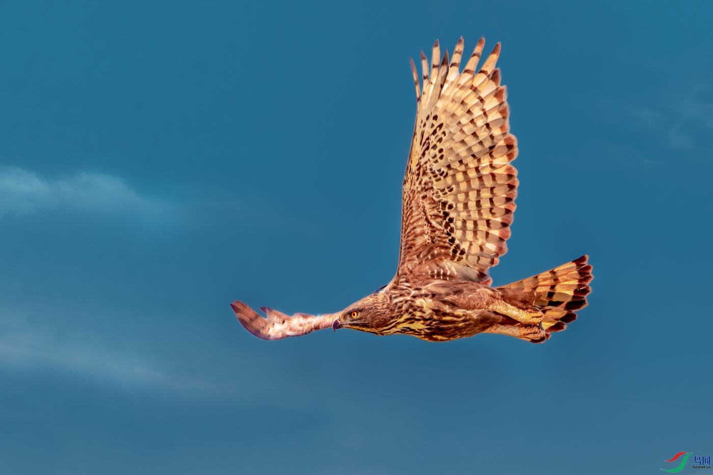 ��ͷӥ��----��������