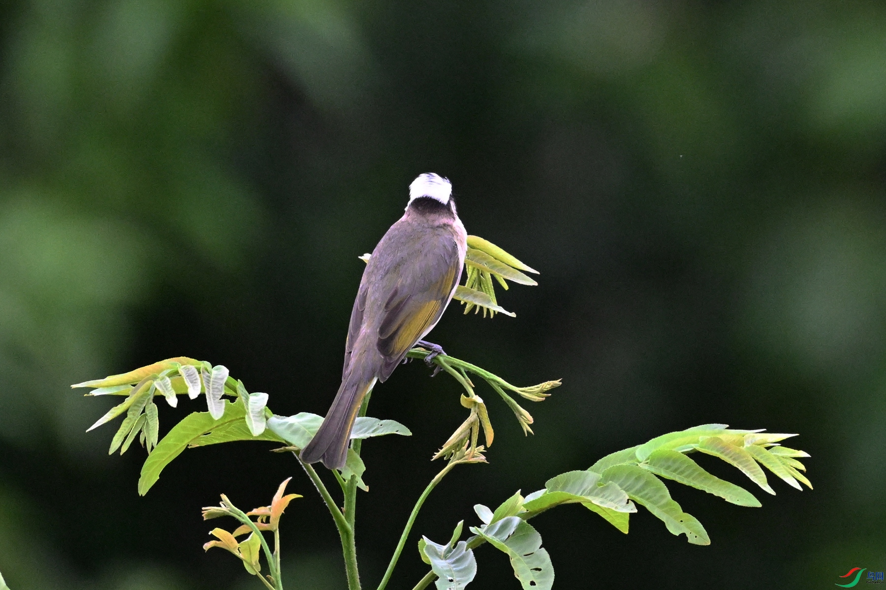 DSC_6726.JPG