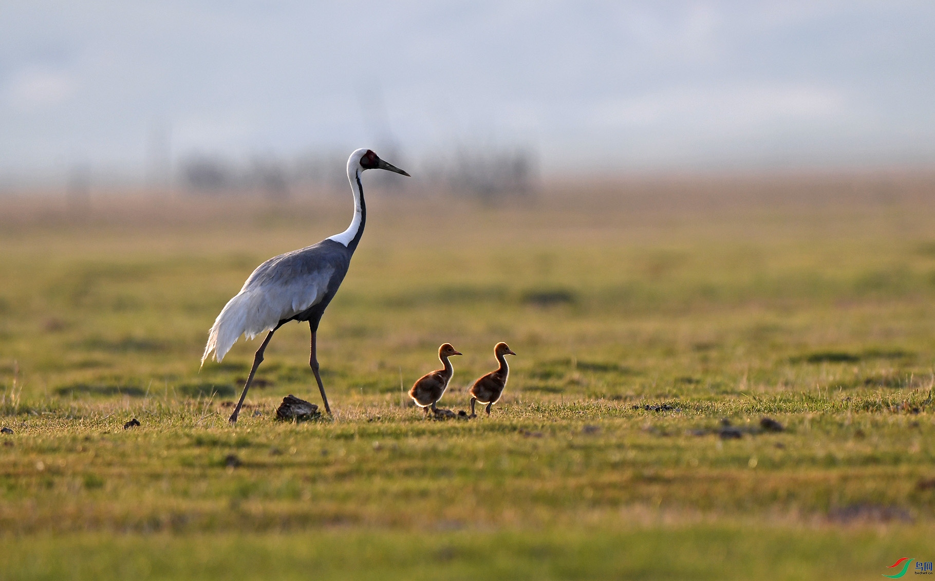 DSC_8594 ����.jpg