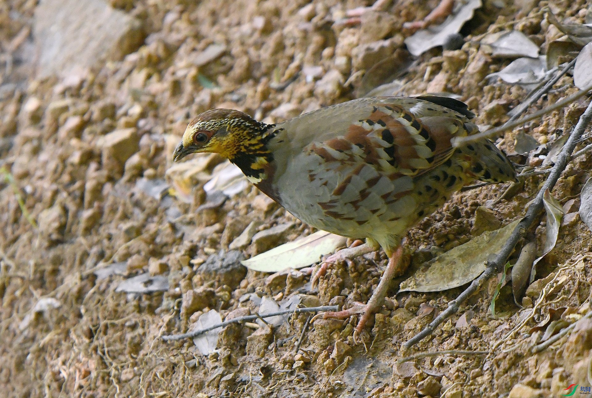 DSC_6331.jpg