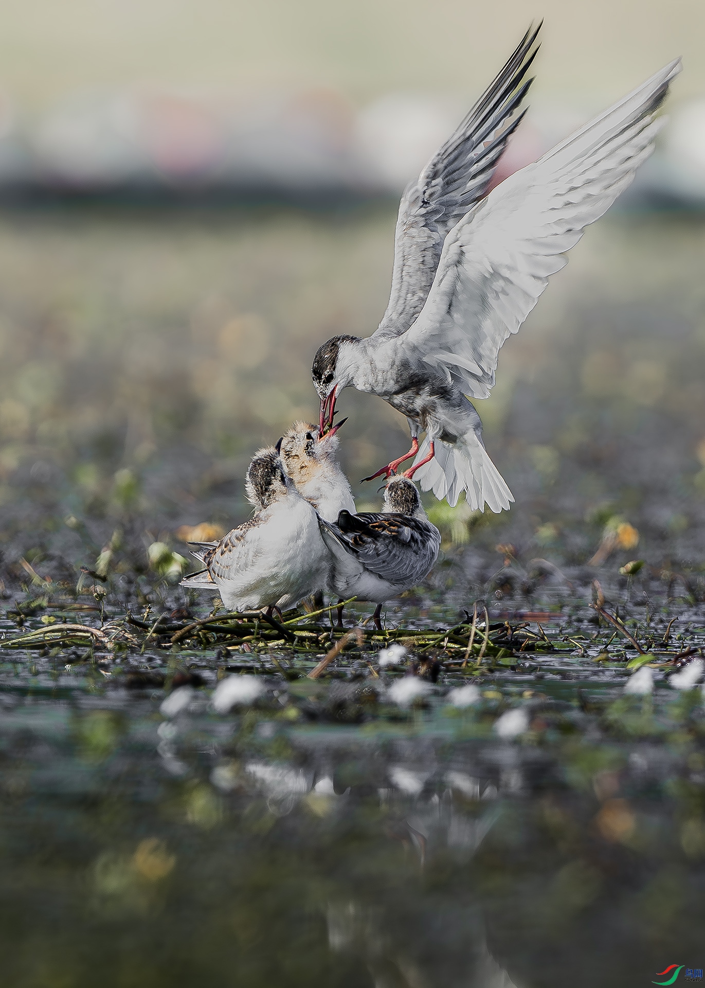 DSC_5123-����ǿ-NR ����.jpg