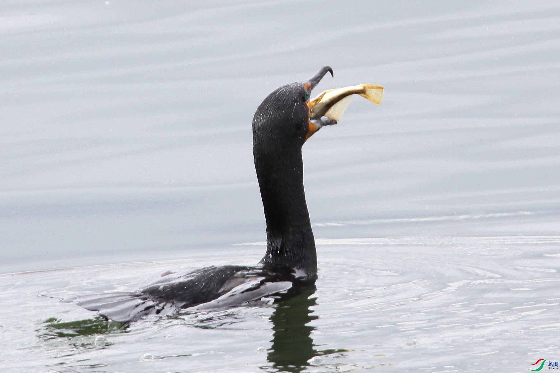 NV20 0609 991t_1.jpg