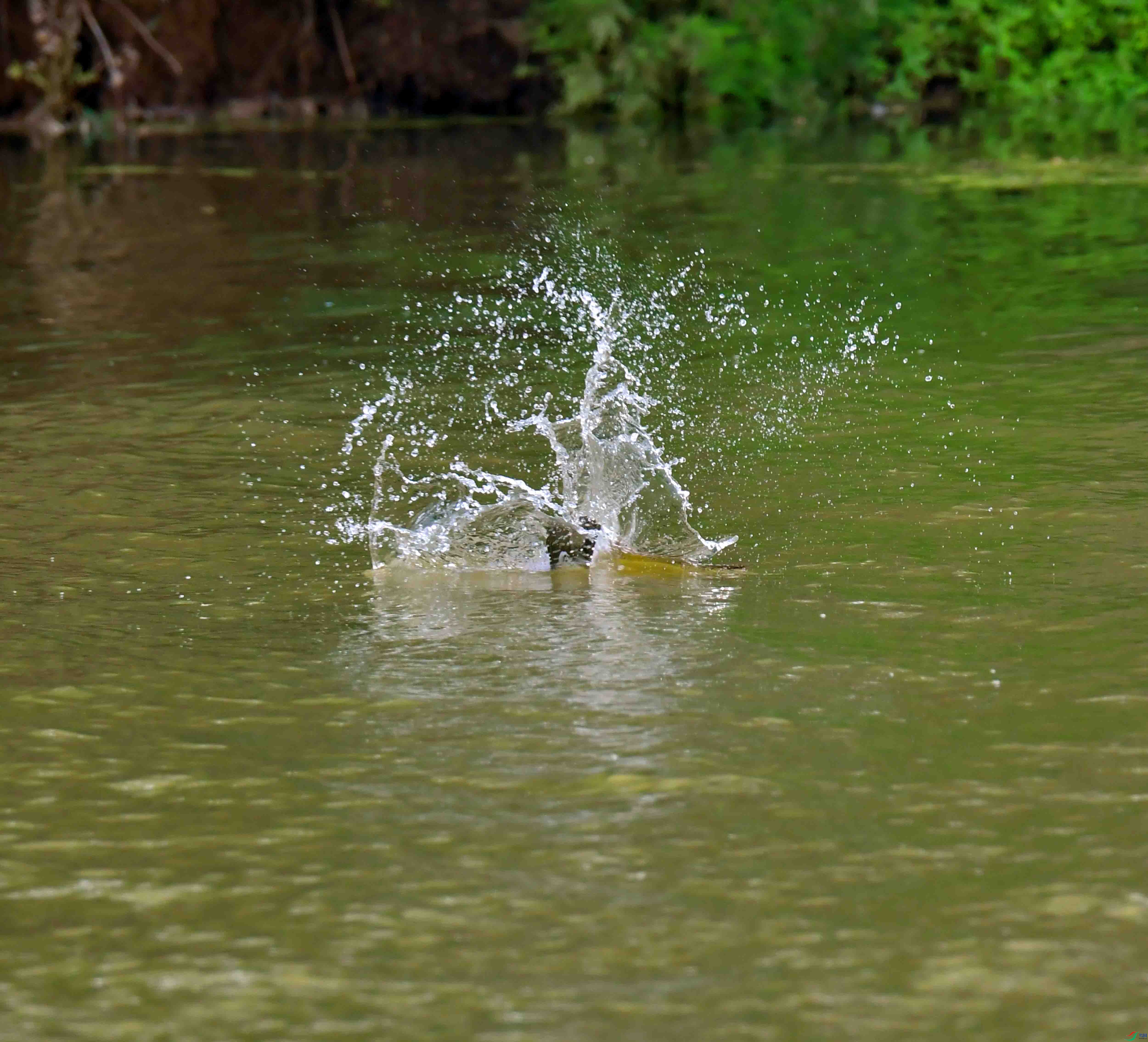 DSC_0233.JPG