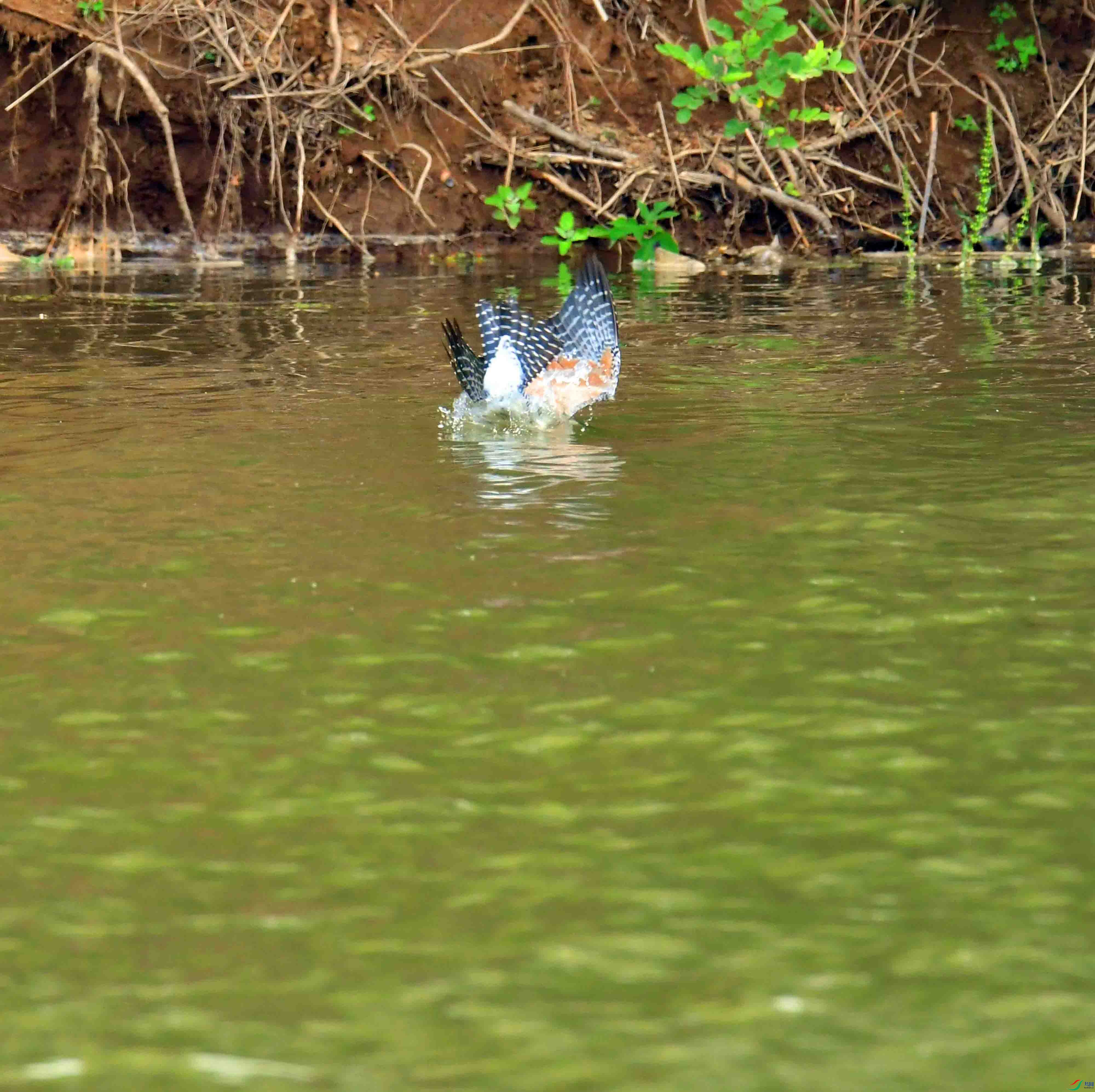 DSC_0339.JPG
