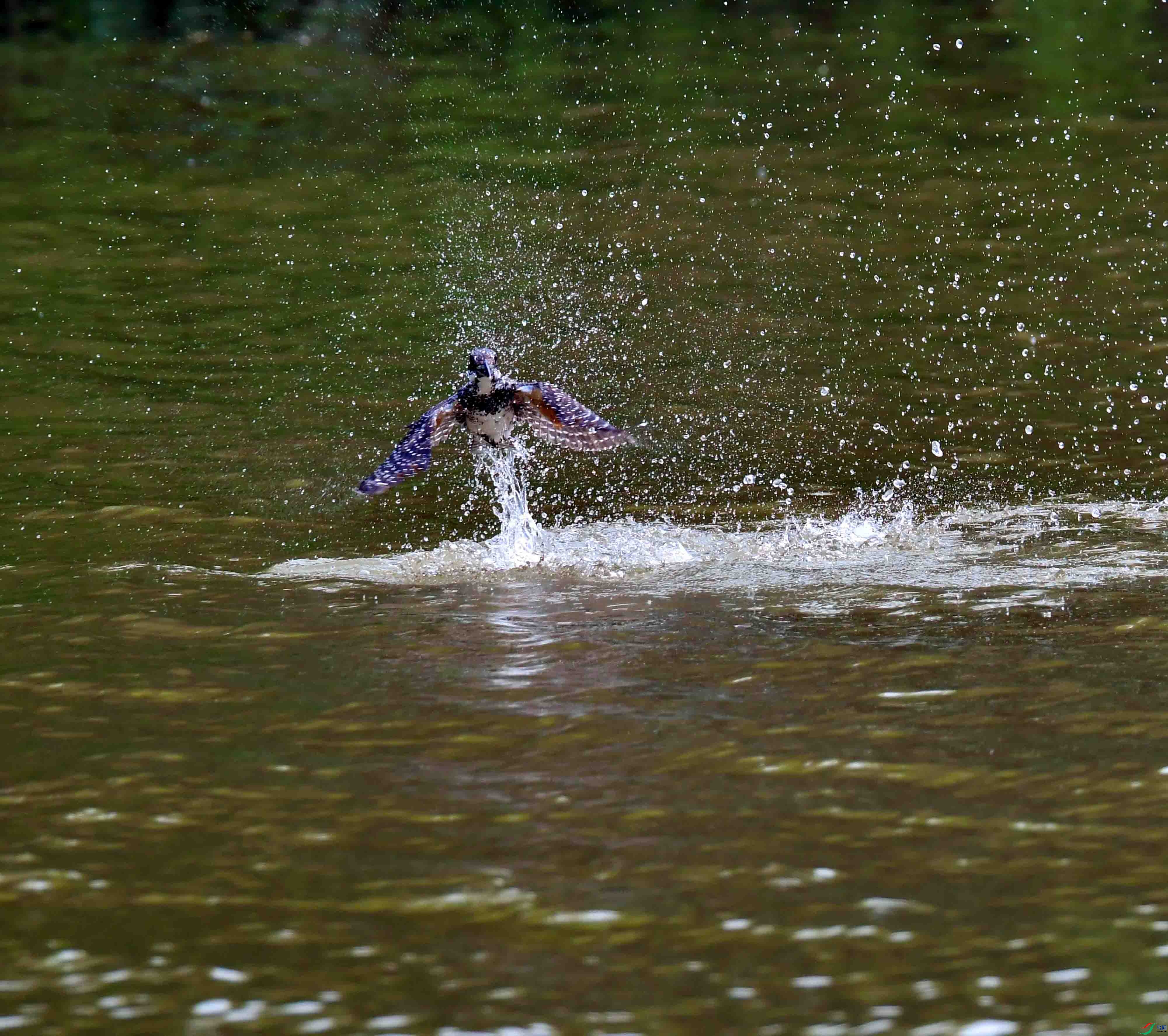 DSC_0251.JPG