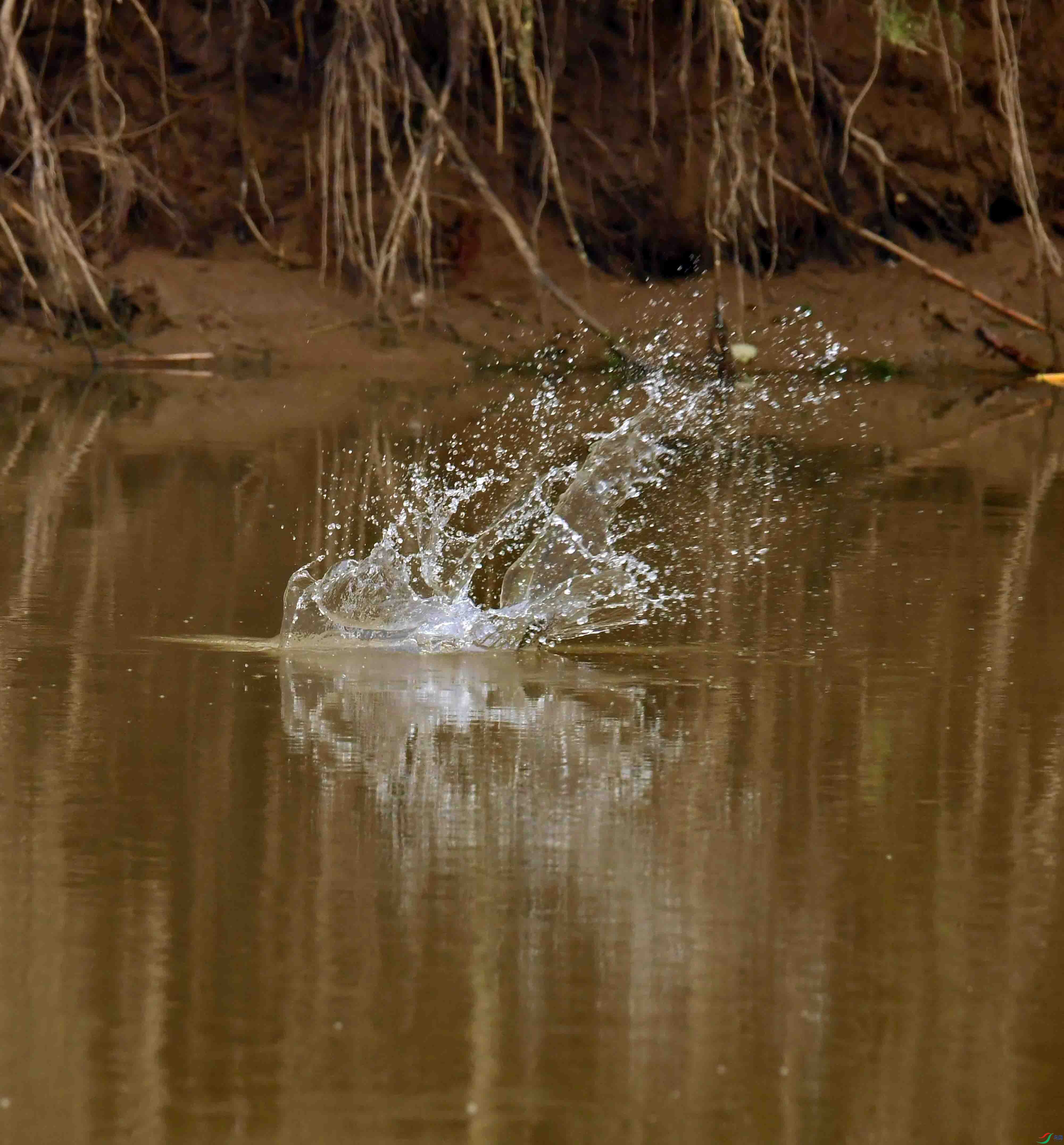 DSC_0499.JPG